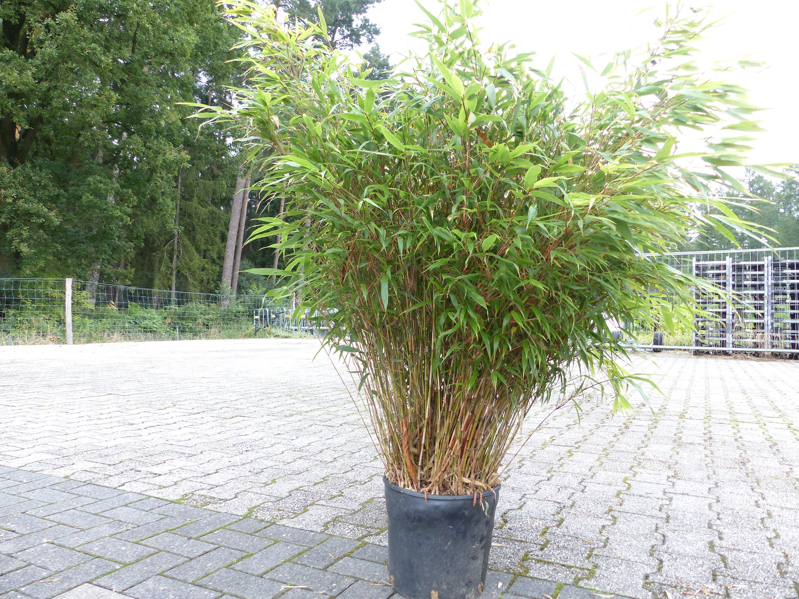 Bambus Gartenbambus, Fargesia- Rufa 135 - 140 cm winterhart - Bild 1