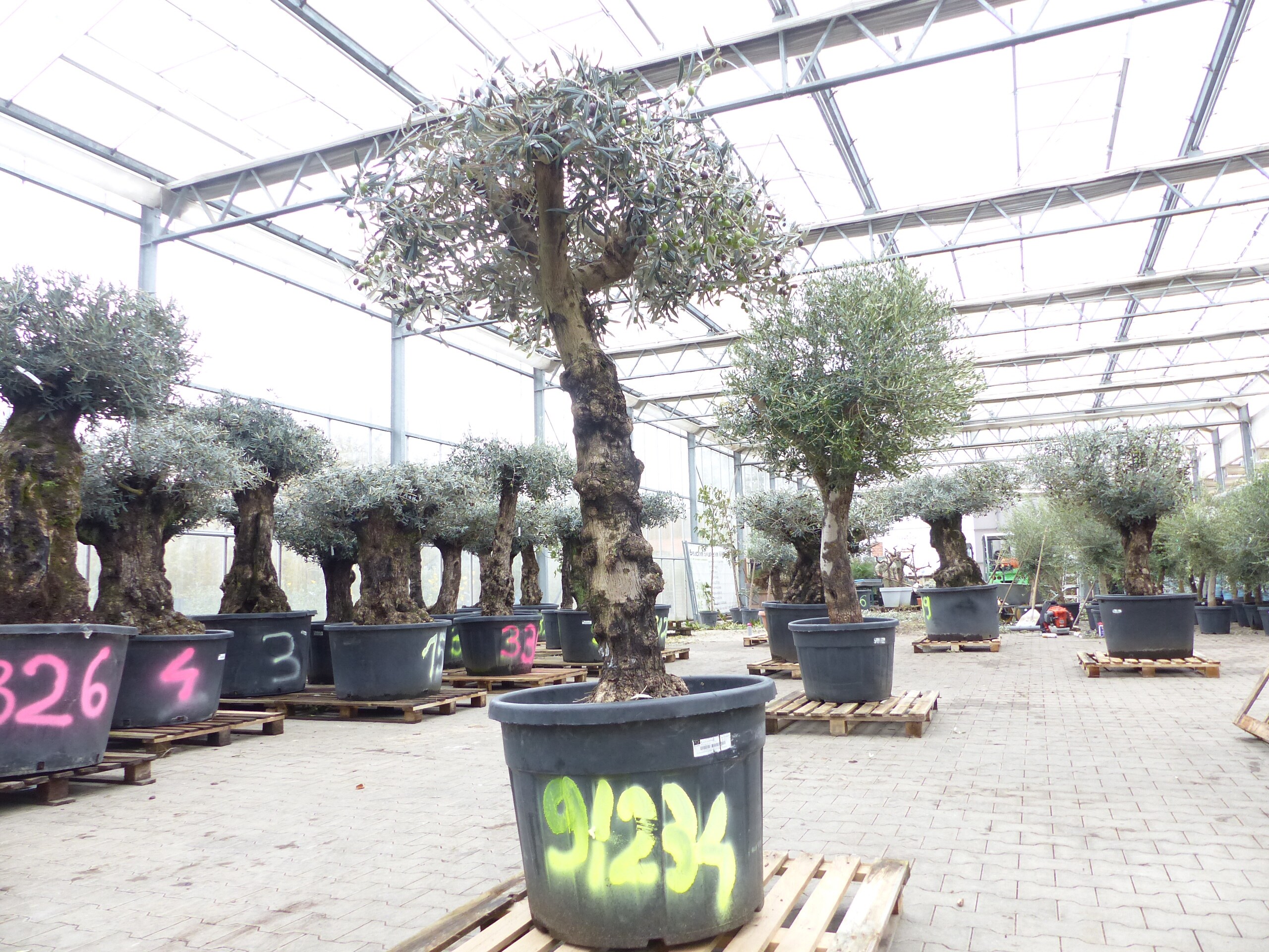genau dieser Baum Nr. 9|234, 190 cm, Olivenbaum, knorrige alte urige Olive winterhart - Bild 1