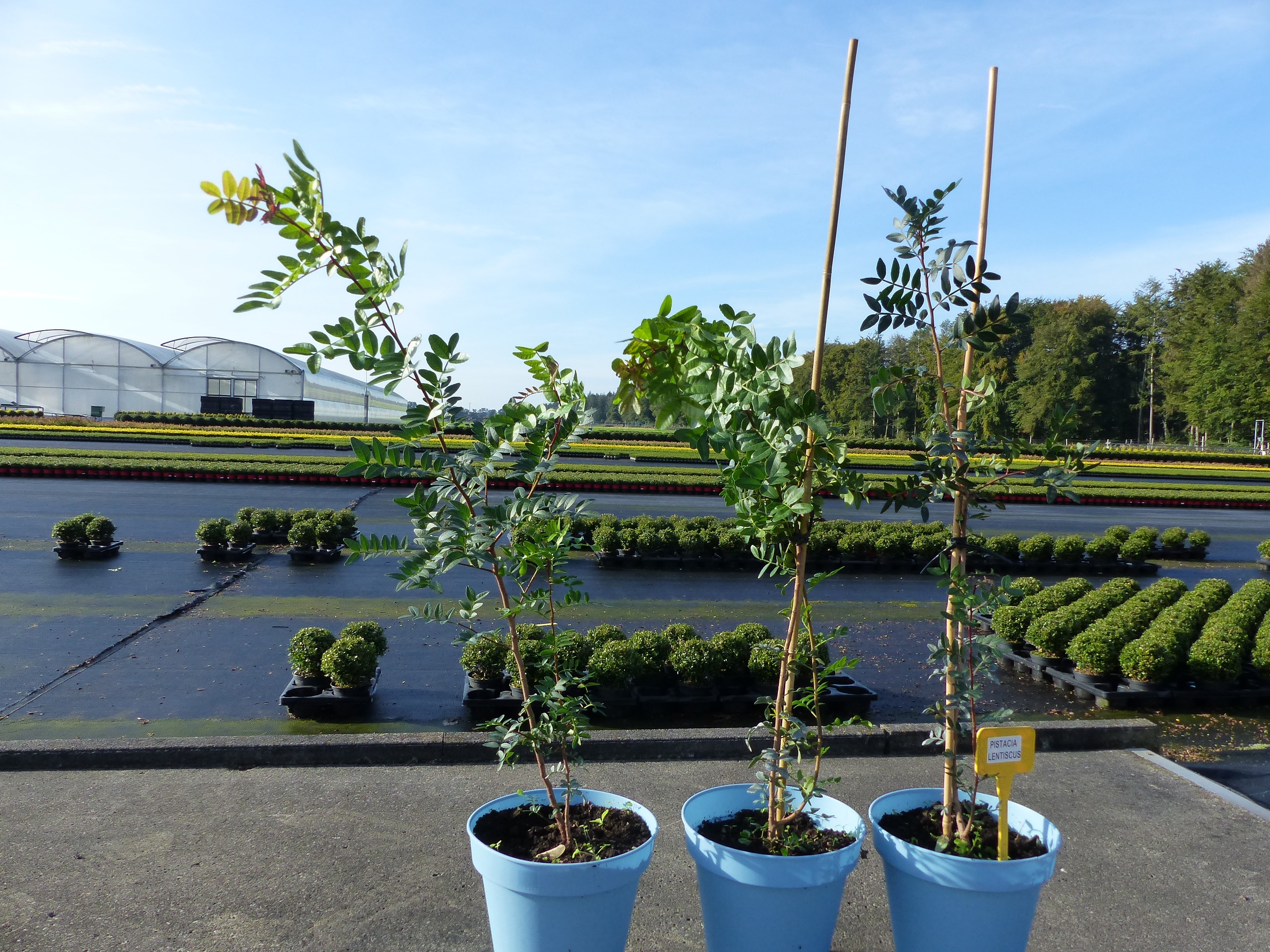 Pistacia Lentiscus, 110 -120 cm Mastixstrauch, wilde Pistazie, Sumachgew&auml;chse - Bild 1