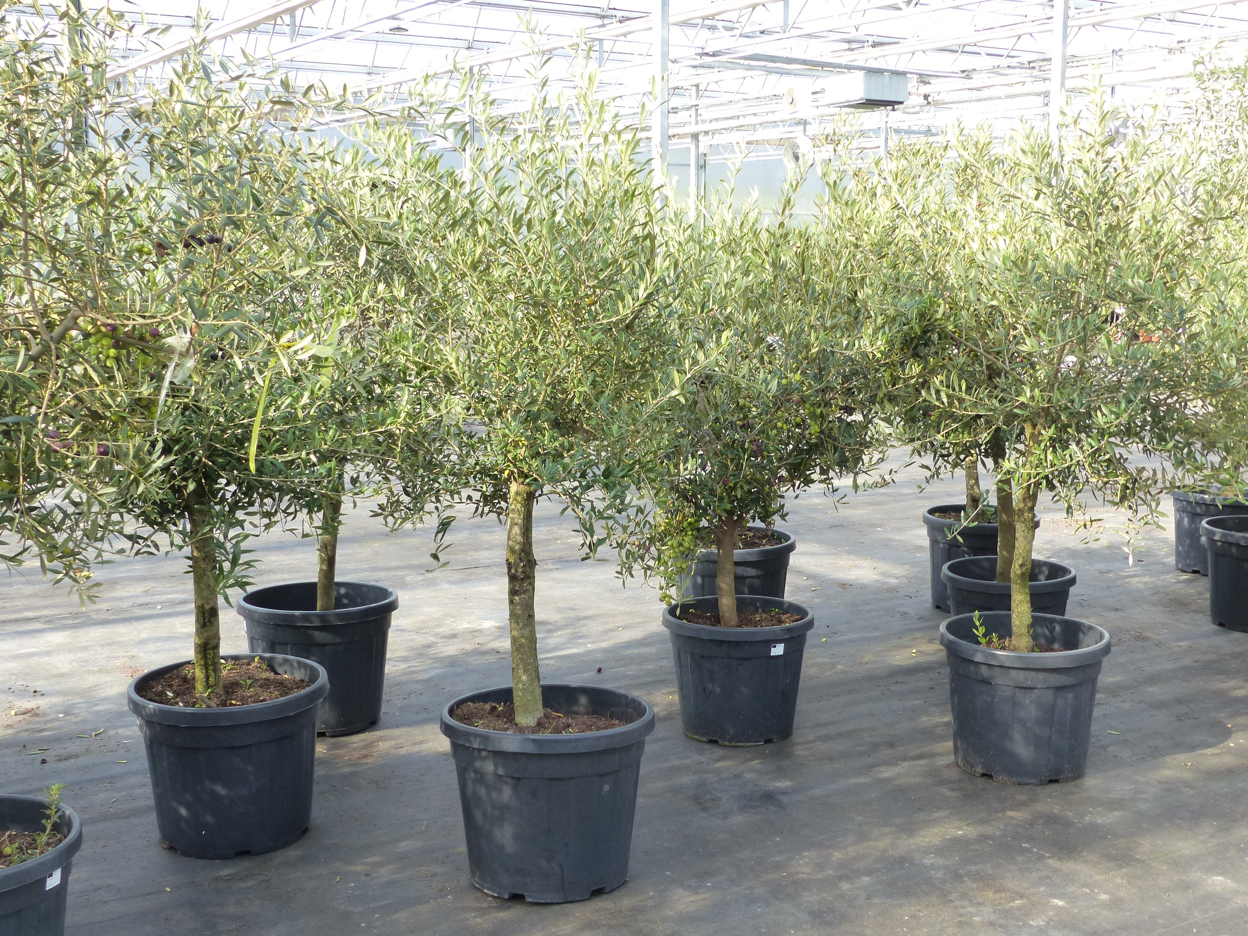 Olivenbaum 15 Jahre Olive "Angebot" 150 - 170 cm, beste Qualit&auml;t, winterhart, Olea Europaea - Bild 1
