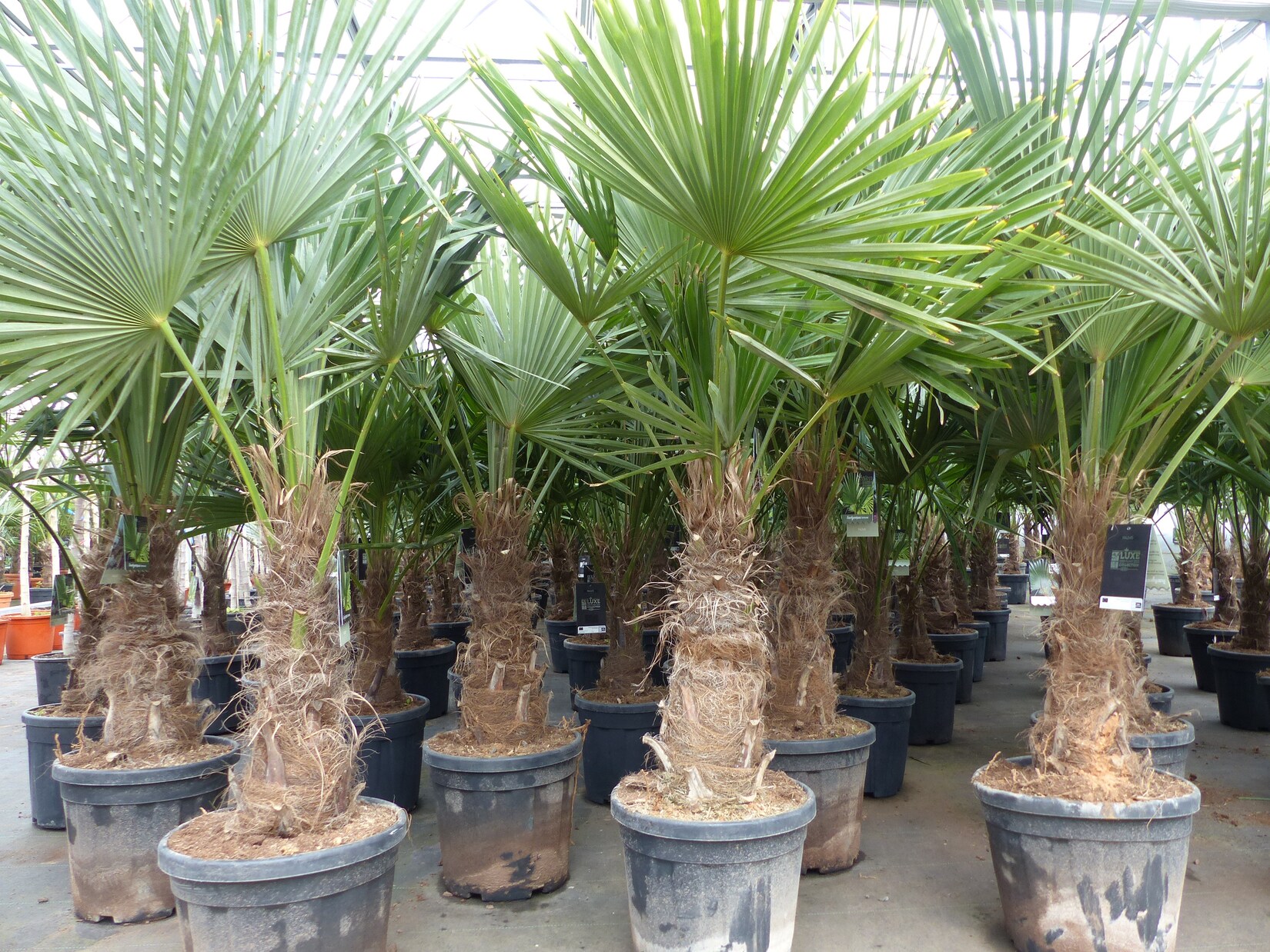 5 Stück XXL Stämme Palme winterhart 190 cm Trachycarpus fortunei, Hanfpalme, Top-Qualität | 04251740118838