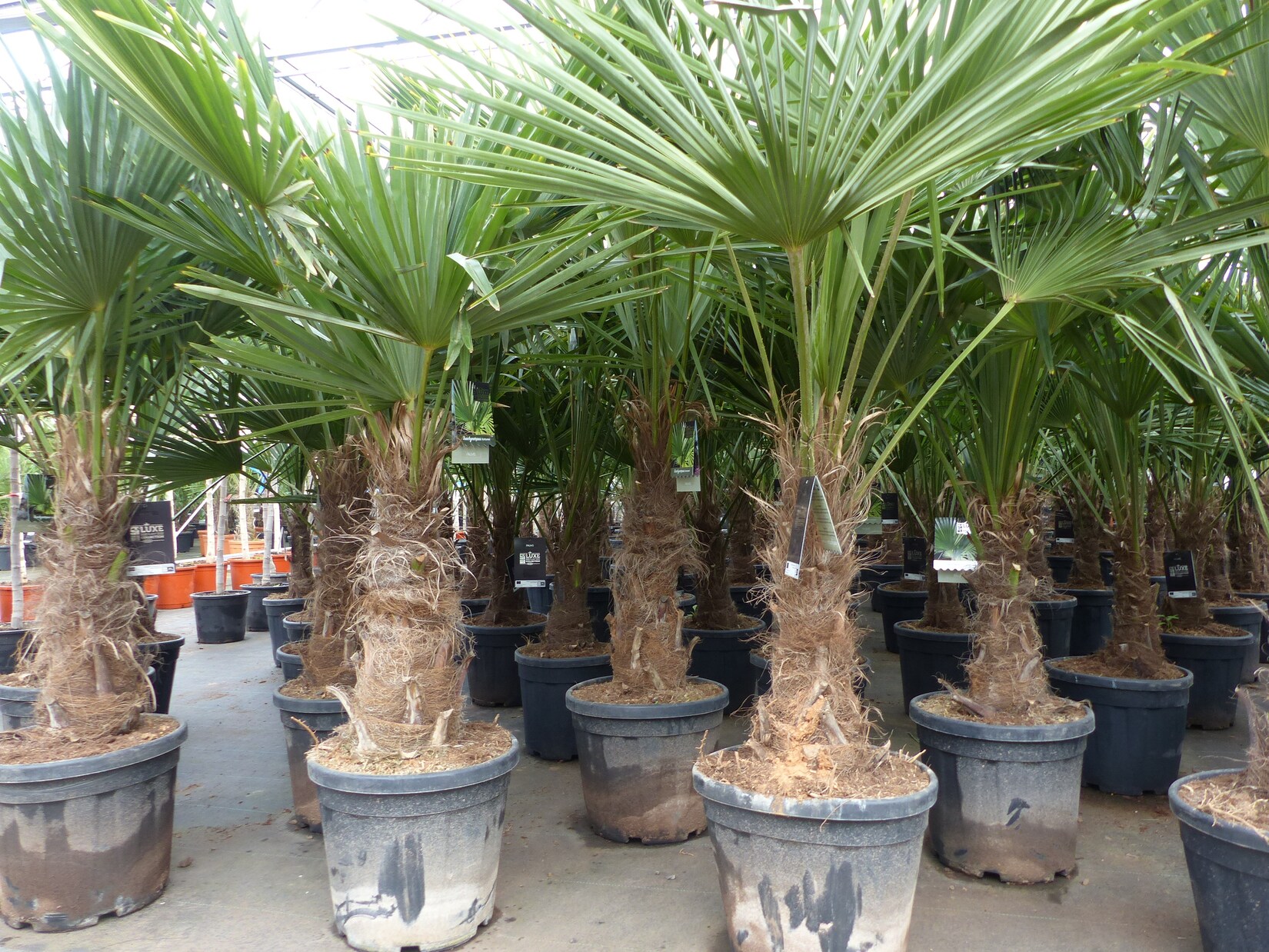 3 Stück XXL Stämme Palme winterhart 190 cm Trachycarpus fortunei, Hanfpalme, Top-Qualität | 04251740118845