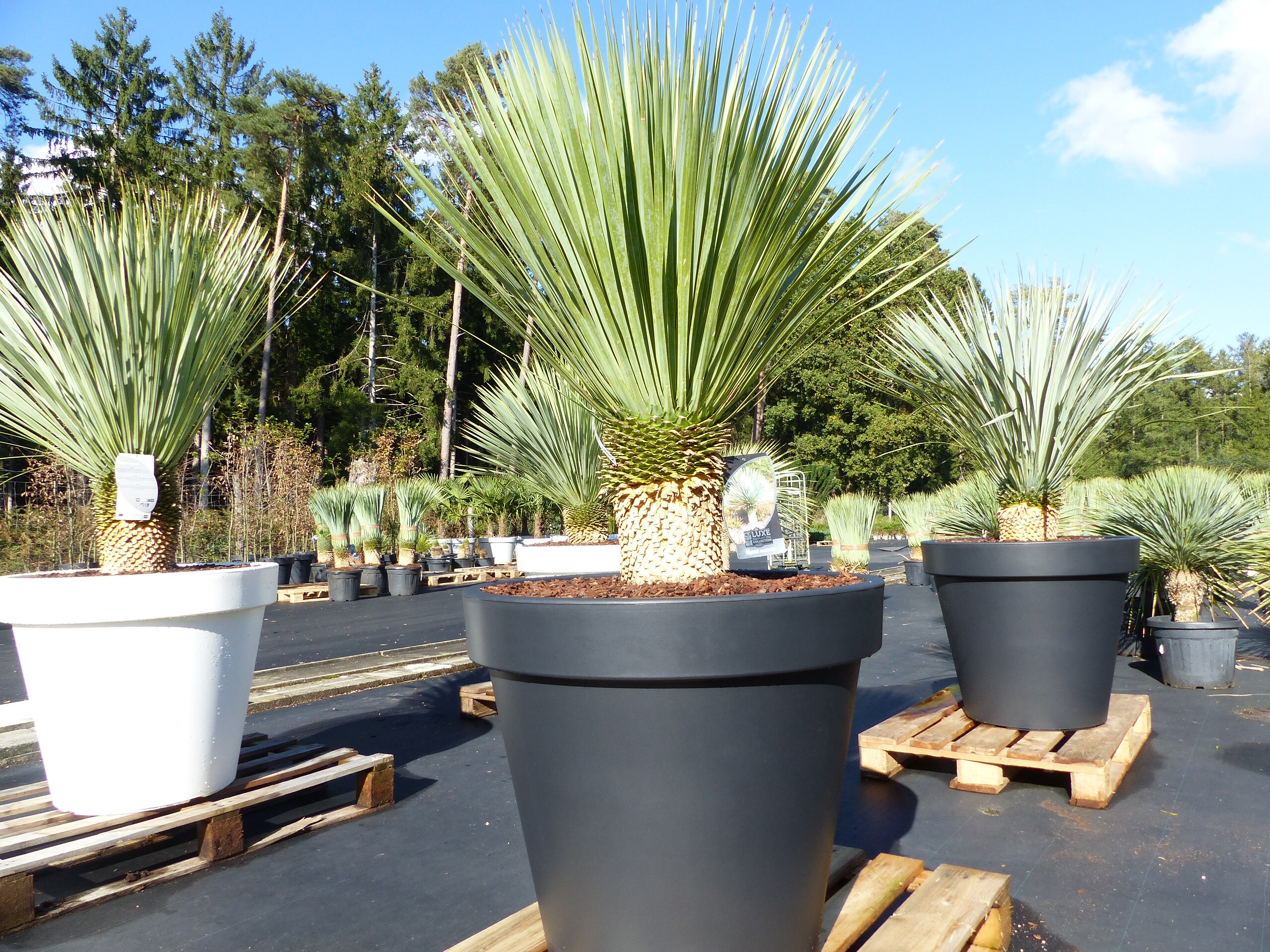 Yucca Rostrata 170 cm, Stamm 30 cm im Pflanzk&uuml;bel  &Oslash;80 cm schwarz winterhart - Bild 1