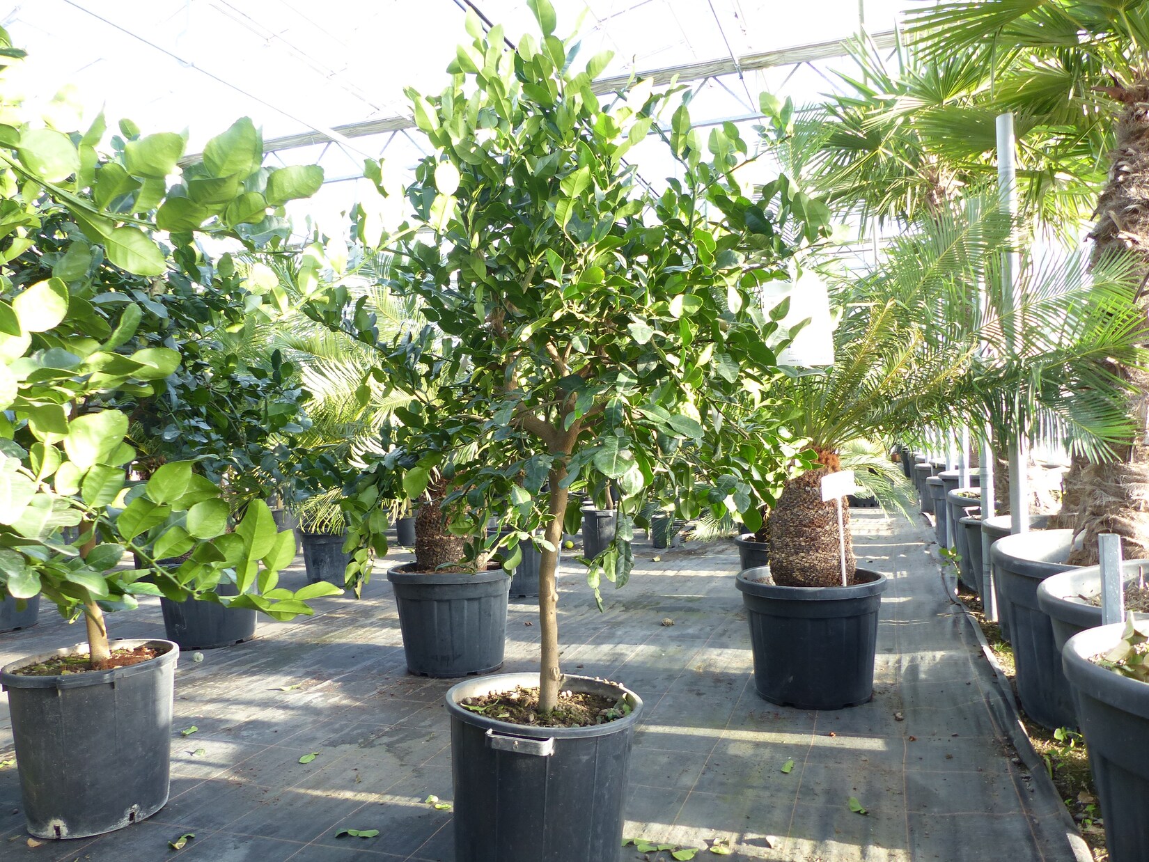 Citrus Hystrix Papeda Combava 180 cm Kaffirlimette Kaffernlimette Zitruspflanze | 04251740119378