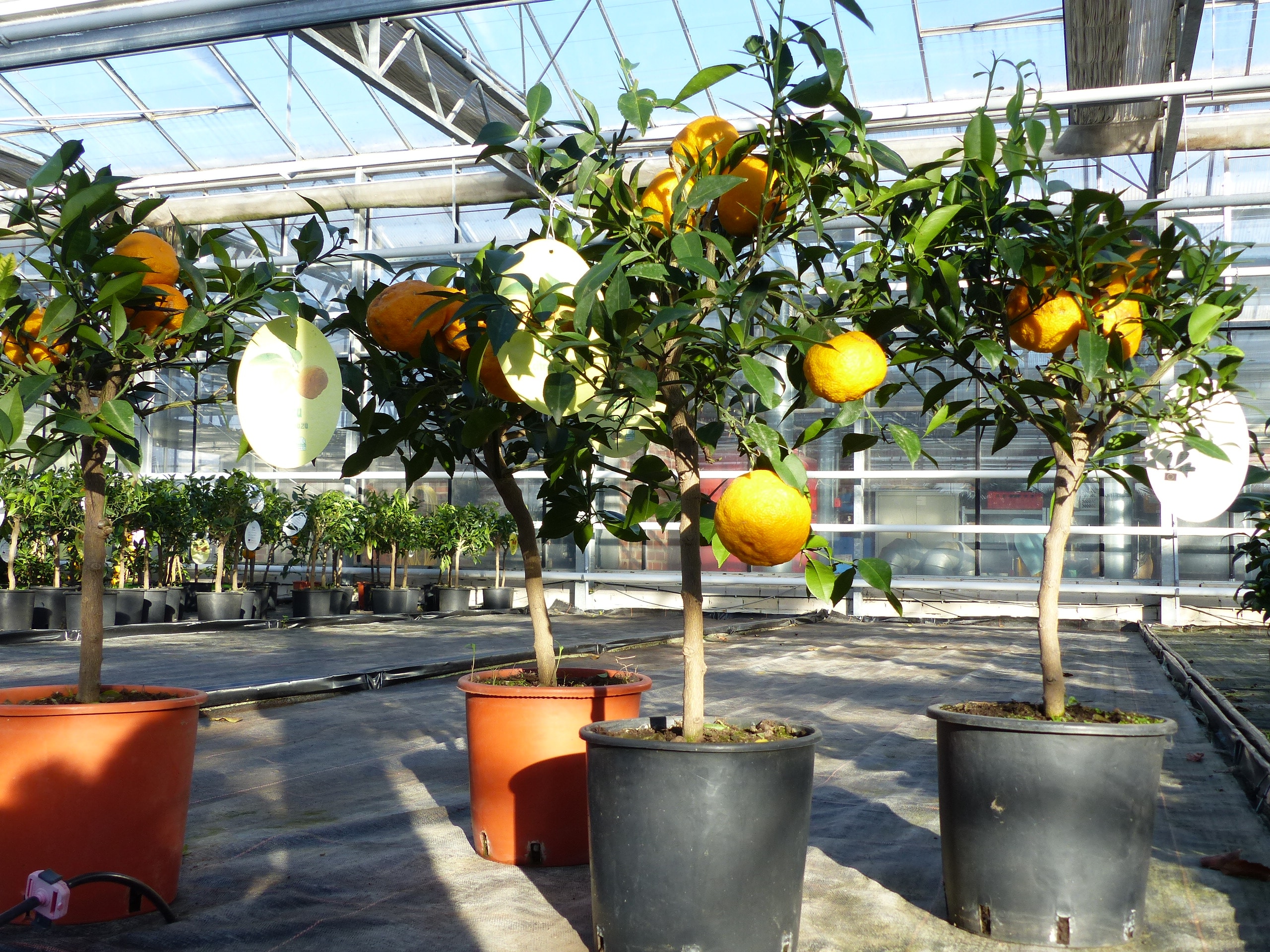 Citrus Yuzu 70 - 80 cm, Zitronenbaum Zitrone, japanische Zitrone, winterhart - Bild 1