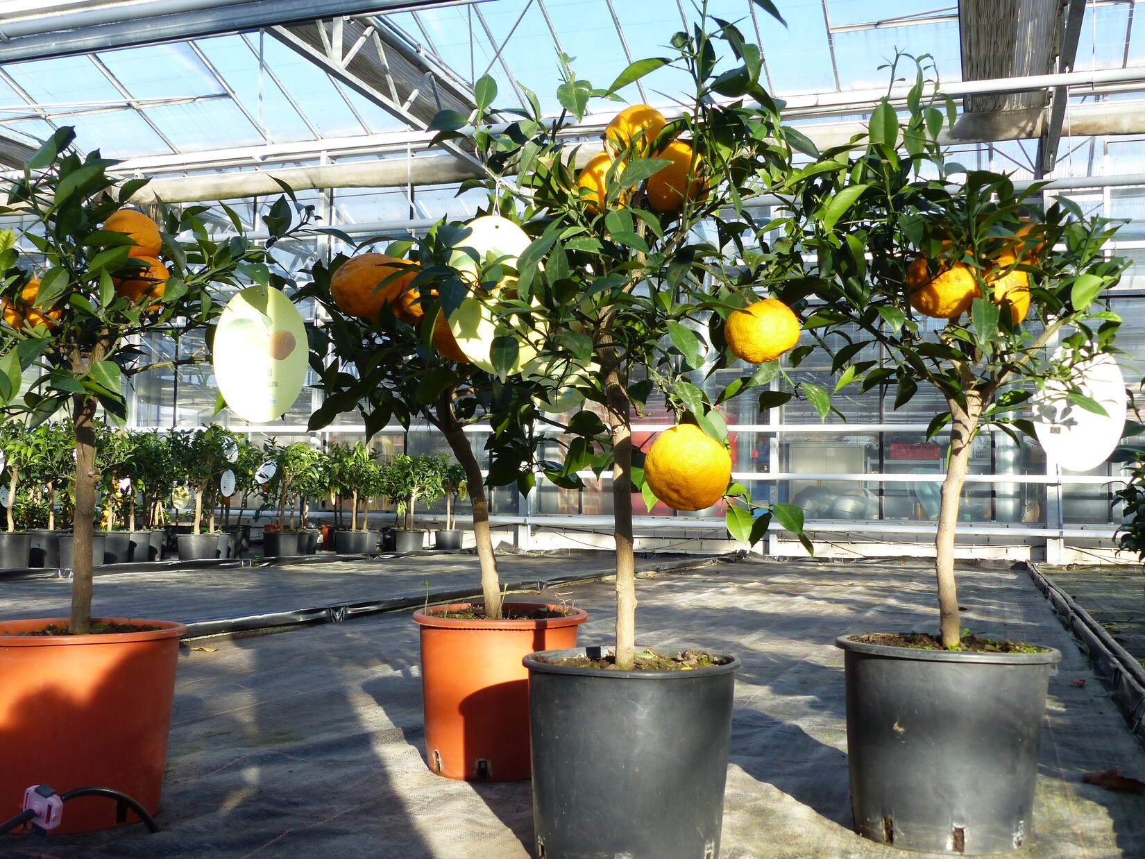 Citrus Yuzu 70 – 80 cm, Zitronenbaum Zitrone, japanische Zitrone, winterhart | 04251740119415
