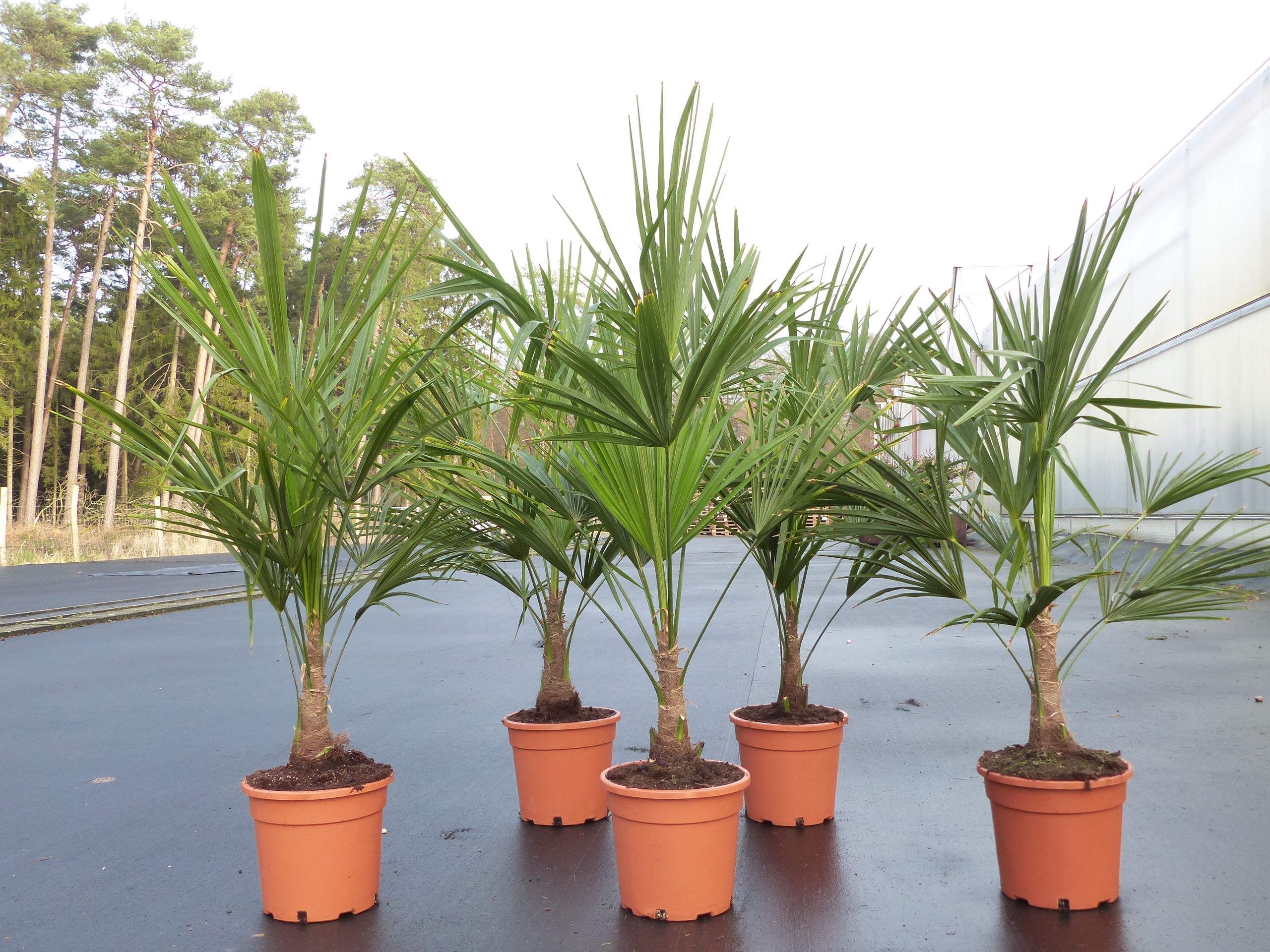 Trachycarpus fortunei 130-160 cm Palme Hanfpalme, winterhart bis -18&deg;C - Bild 1