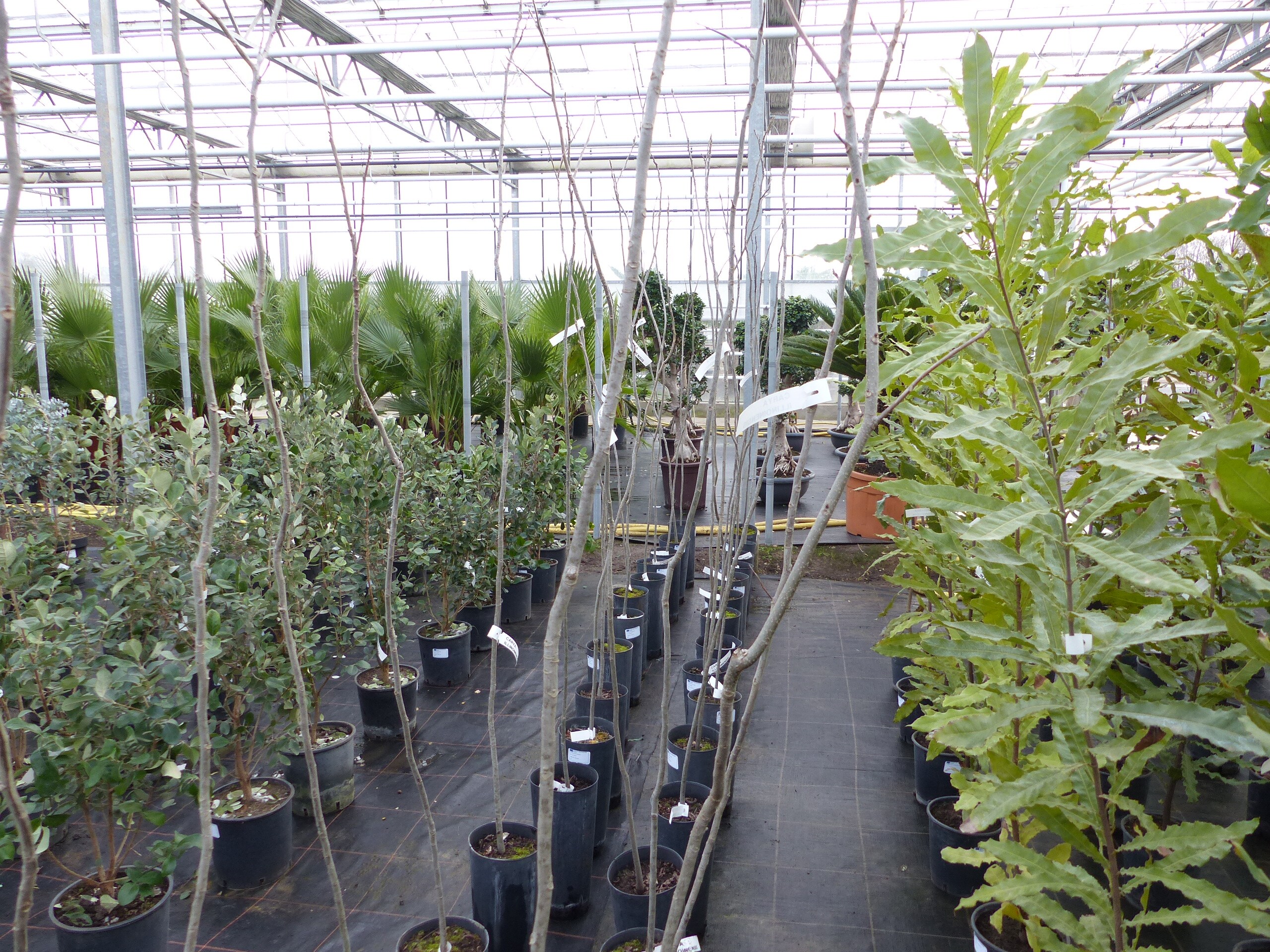 CARYA ILLINOINENSIS, Pekannuss, 160-170 cm Pecannussbaum, bedingt winterhart - Bild 1