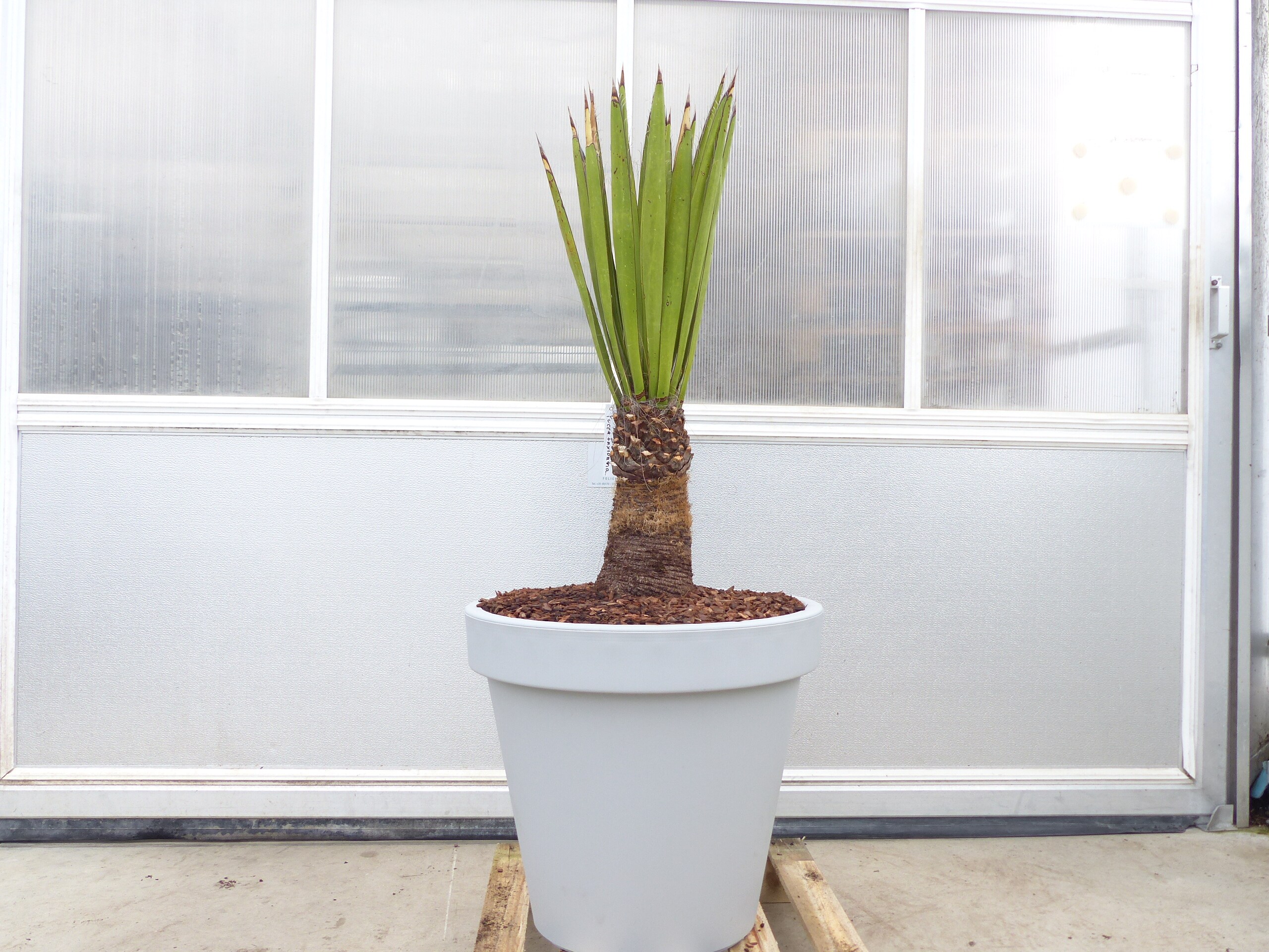 Yucca Faxoniana, 140 cm, Stamm 30 cm, Faxon Yucca, Palmilla, winterhart -20C - Bild 1