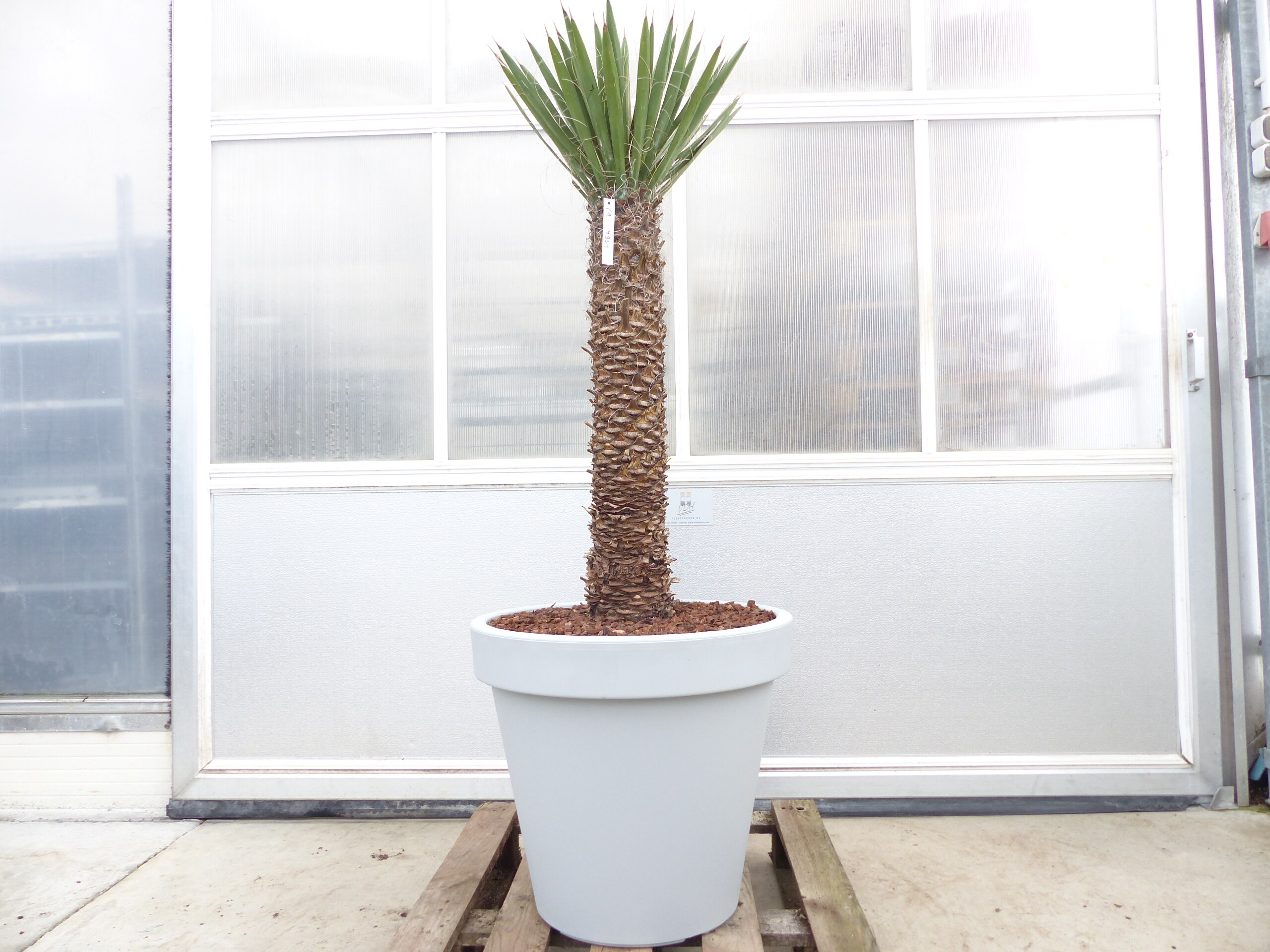 Yucca Filifera, 158 cm Stamm 78 cm Tambasi Yucca, winterhart -13 Grad - Bild 1