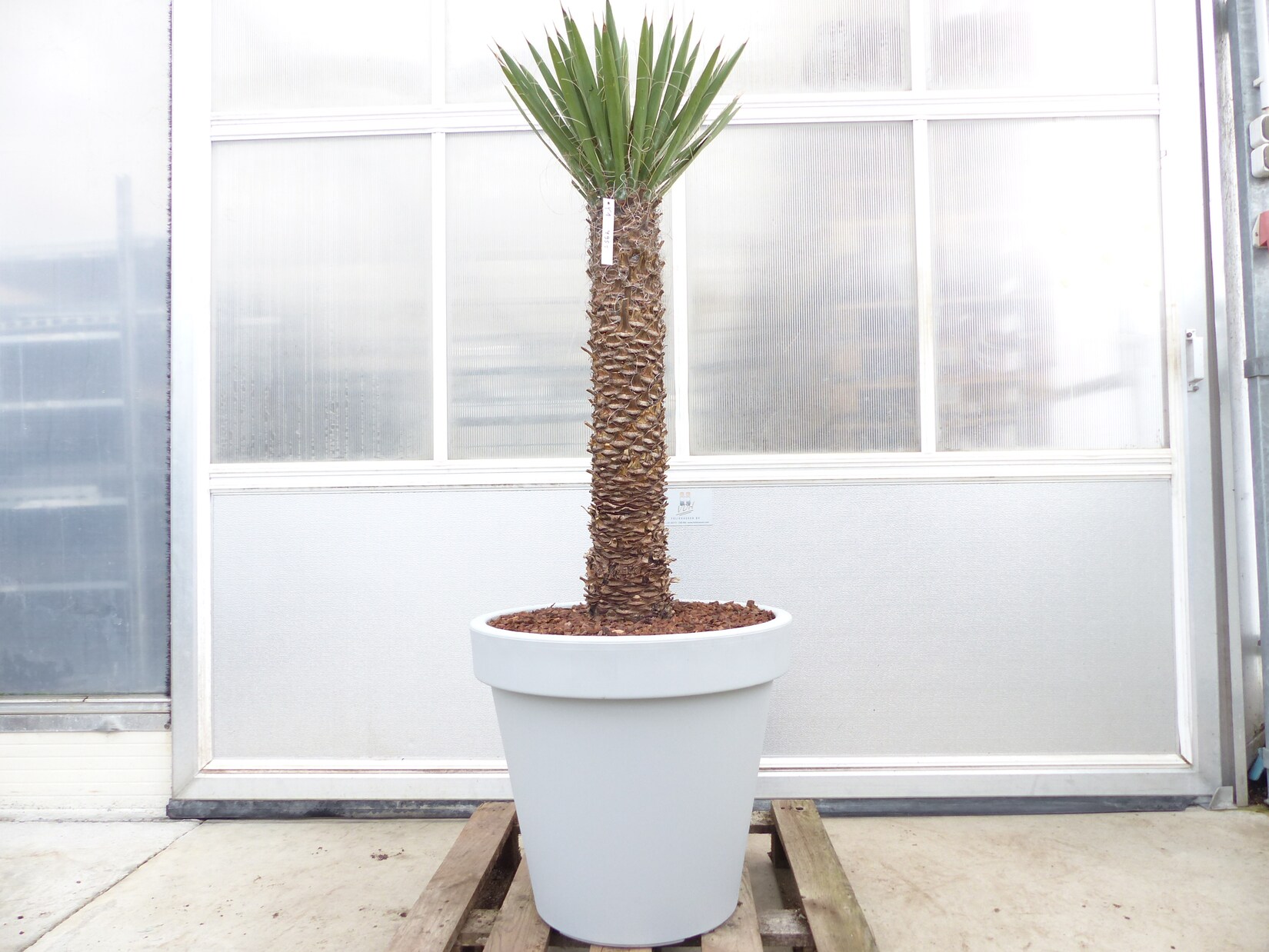 Yucca Filifera, 158 cm Stamm 78 cm Tambasi Yucca, winterhart -13 Grad | 04251740119774