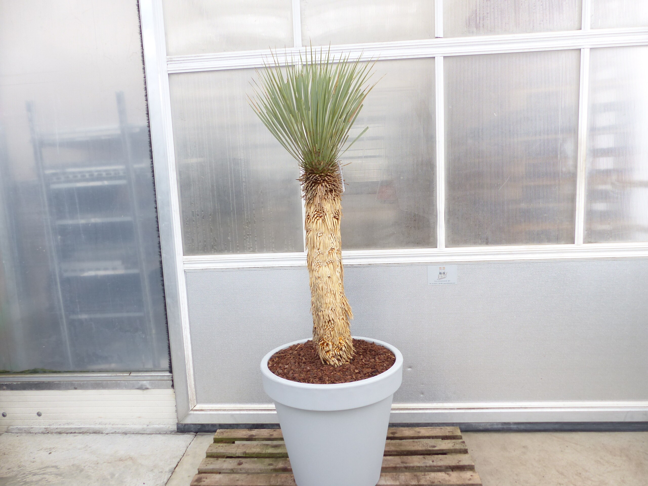 Yucca Rostrata  Mexico, Palme, 170 cm, Stamm 78 cm winterhart - Bild 1