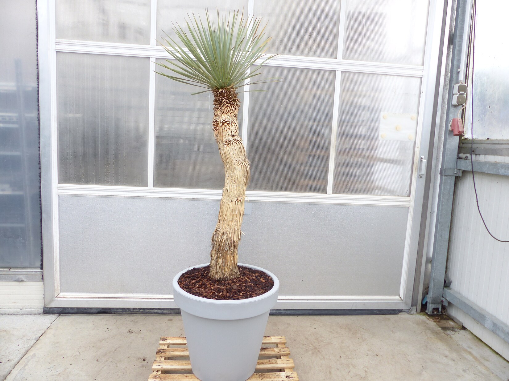 Yucca Rostrata  Mexico, Palme, 190 cm, Stamm 104 cm winterhart | 04251740119842