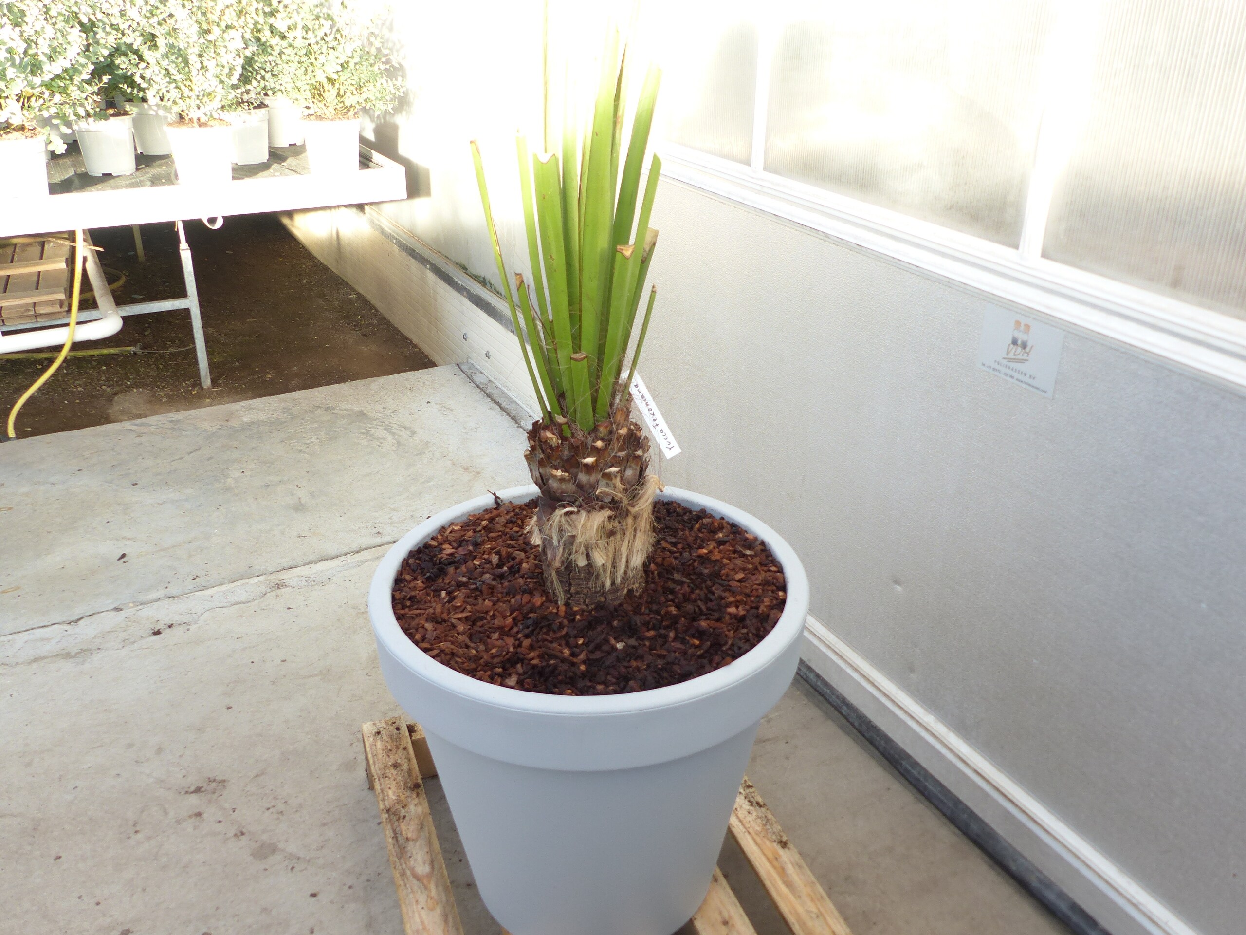 Yucca Faxoniana, 130 cm, Stamm 23 cm, Faxon Yucca, Palmilla, winterhart -20C - Bild 1