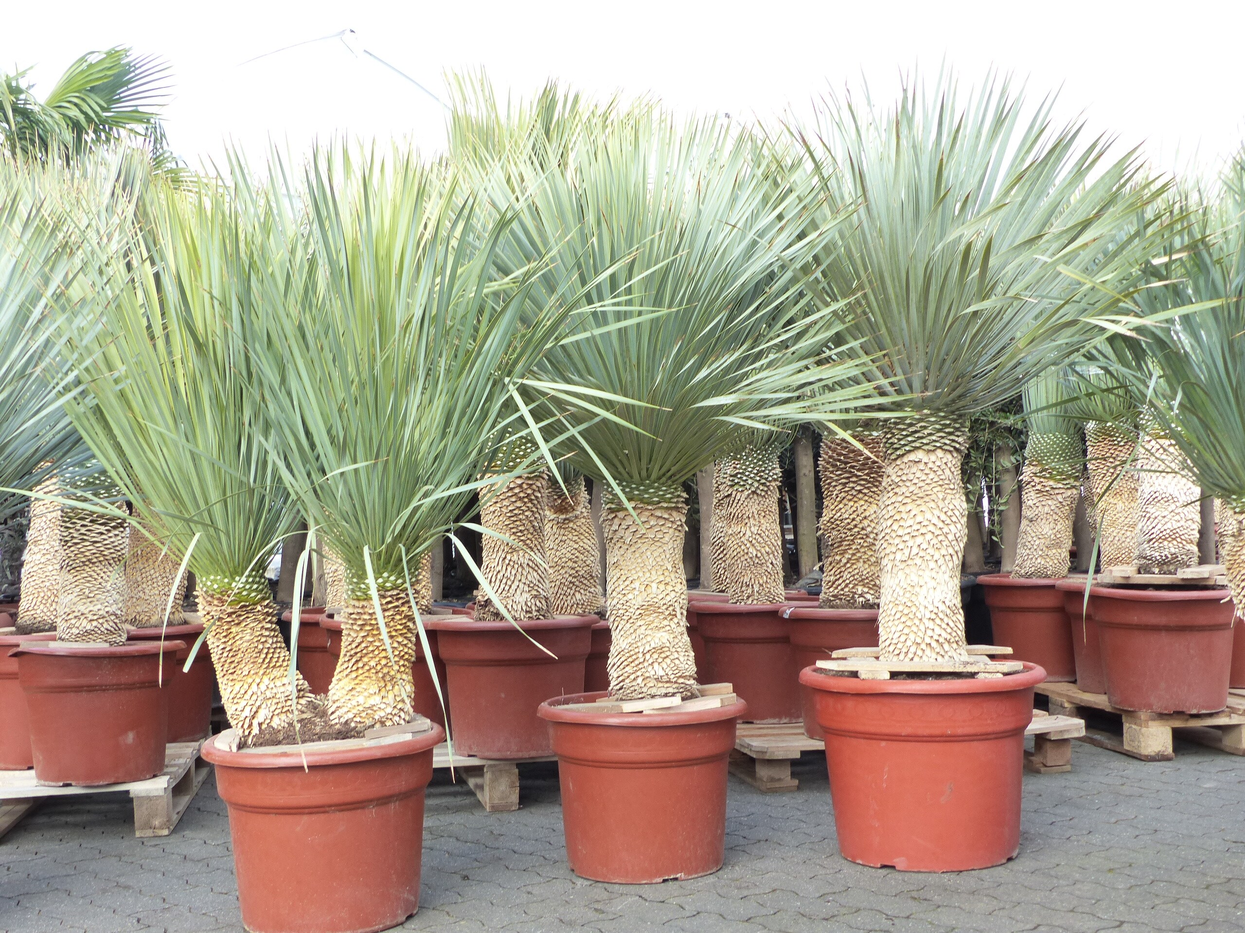 Yucca Rostrata Palme 160 170 cm, Stamm 60 70 cm winterhart online