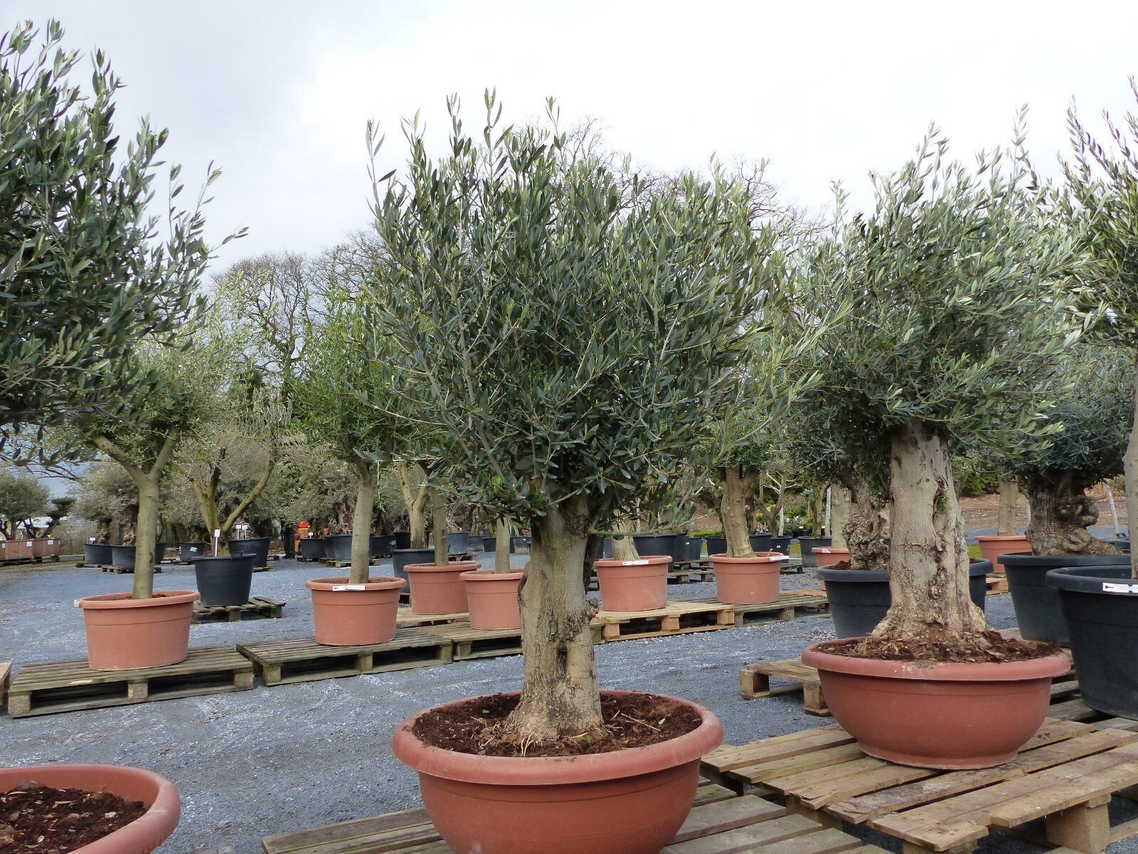 Bonsai Olivenbaum 140 – 160 cm knorrige urige Olive winterhart Olea Europaea Ölbaum | 04251740120046