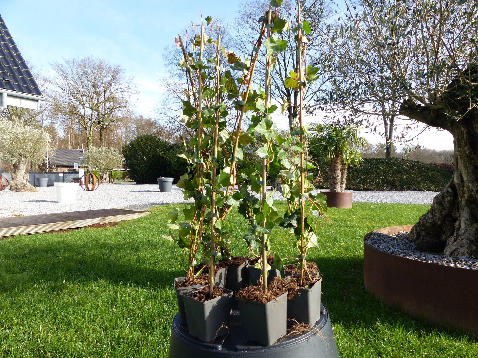 10 Stück Efeu Hedera helix 90 – 120 cm Heckenpflanze winterhart Kletterpflanze Hecke Sichtschutz blickdicht | 04251740120152