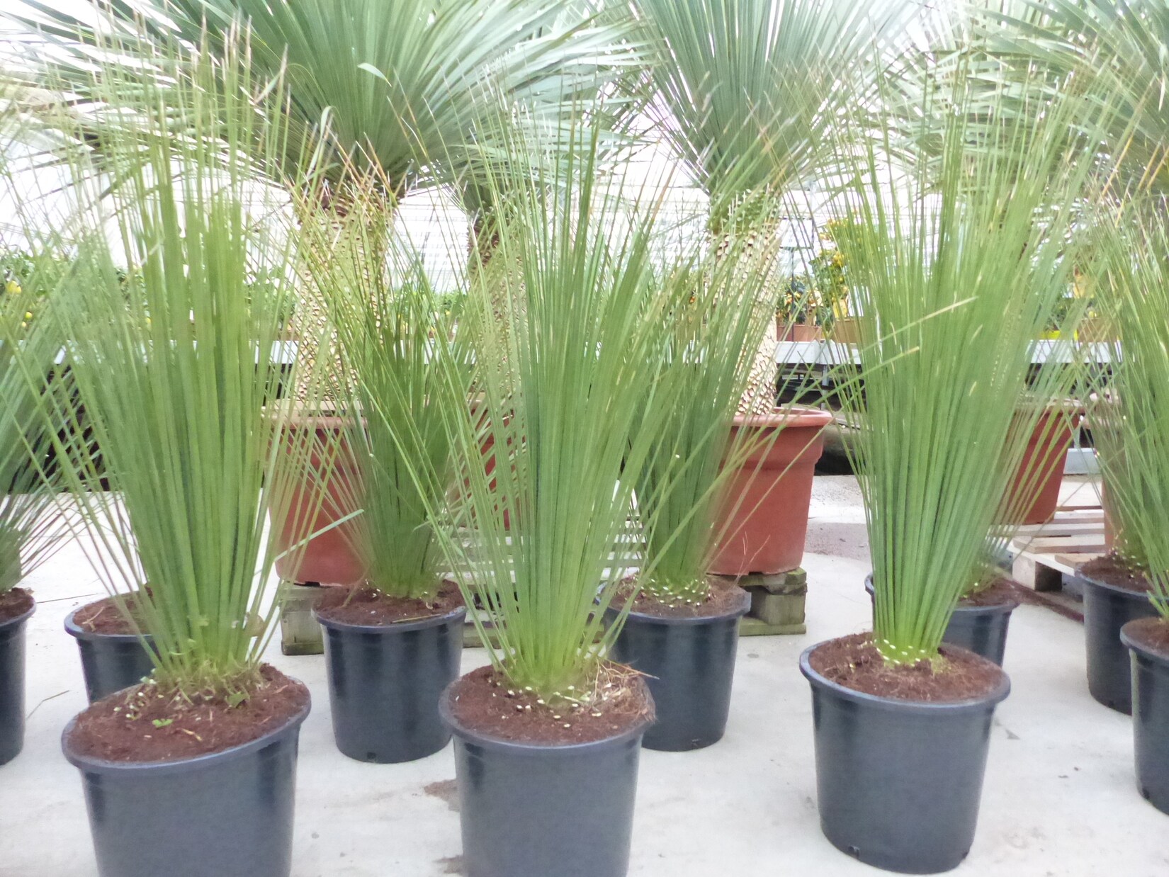 Dasylirion Longissimum 90 – 120 cm Mexikanischer Grasbaum Rauschopf winterhart | 04251740120213