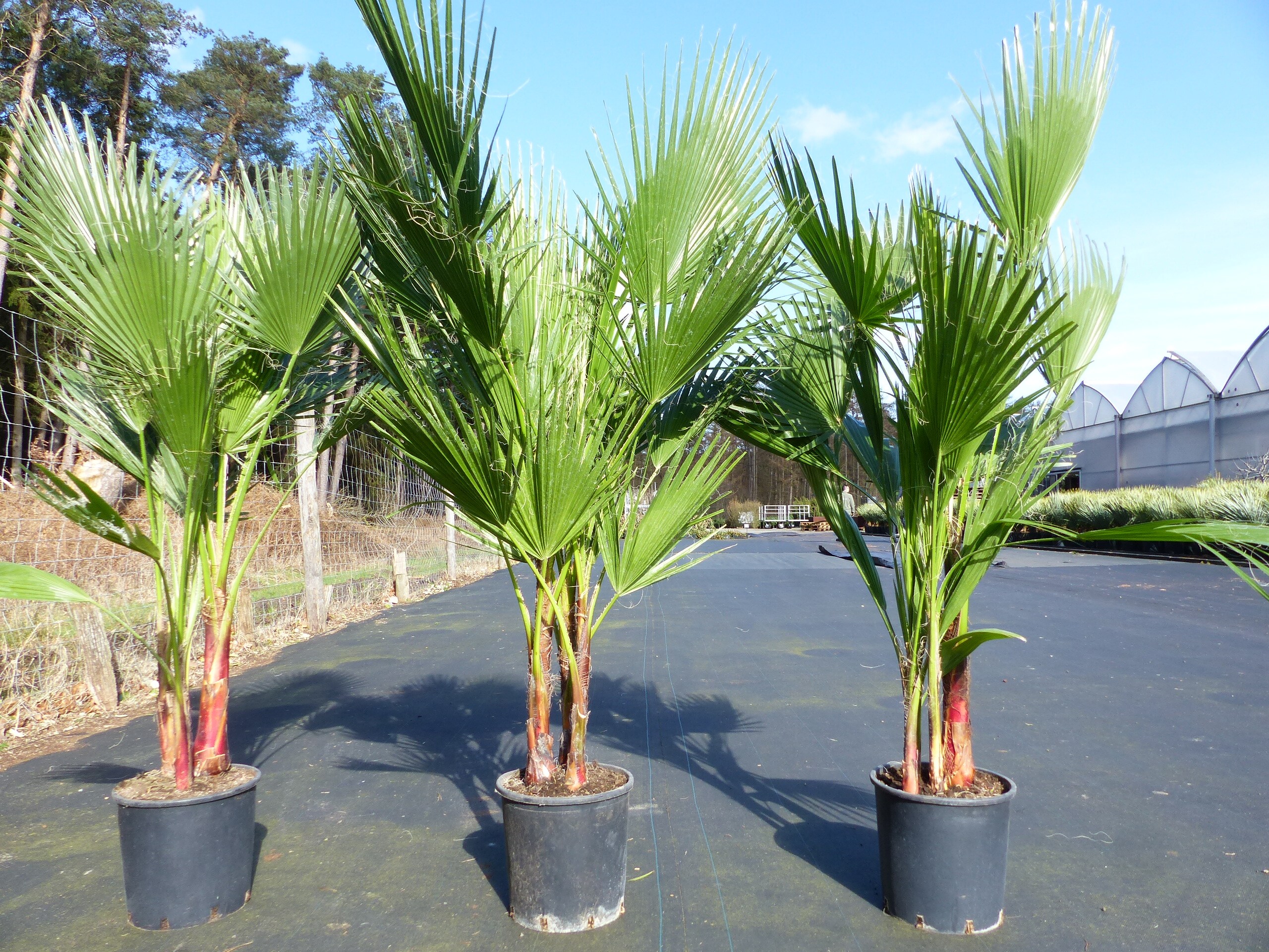 Palmengruppe 24 Stämme 170200 cm Washingtonia Robusta mehrstämmig