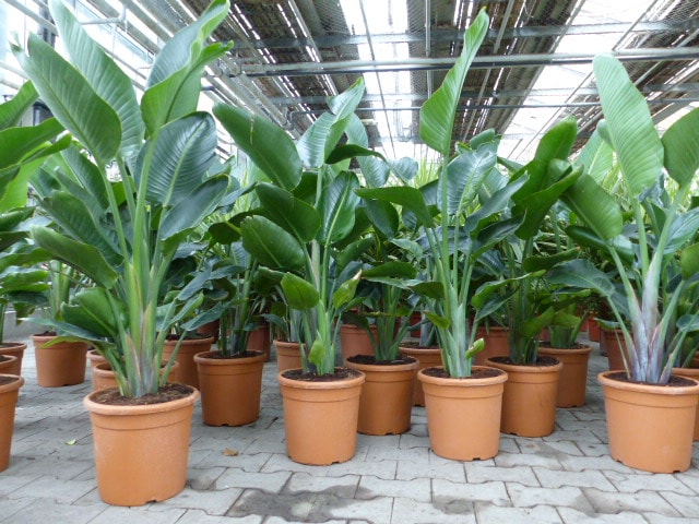 Strelitzia Strelitzie wei&szlig; Augusta 160 - 180 cm, Paradiesvogelblume Premiumqualit&auml;t - Bild 1