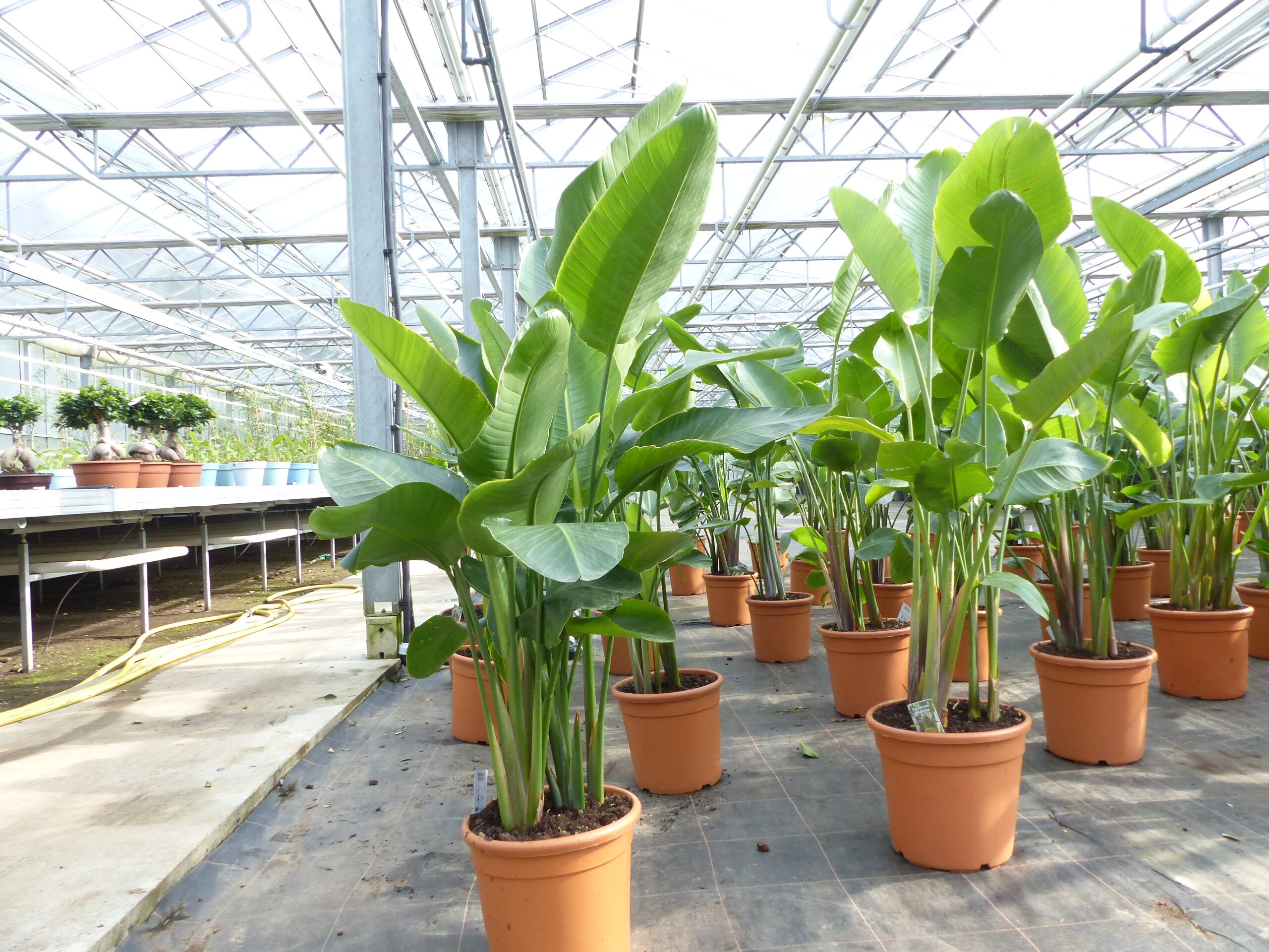 Strelitzia Strelitzie wei Augusta 160 - 180 cm, Paradiesvogelblume  Premiumqualitt