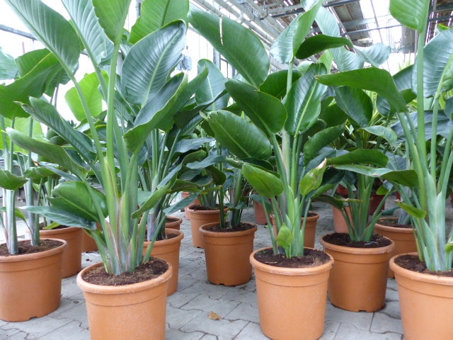zimmerpflanzen mit hefe düngen Zimmerpflanzen Dünger, Monstera Dünger, 6 Monate Depotwirkung – PlantMe main image 0