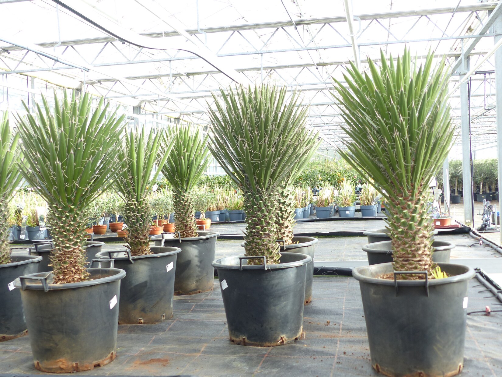 Yucca Palme Filifera, 90 cm, Stamm 20 - 30 cm Tambasi Yucca, winterhart -13 Grad
