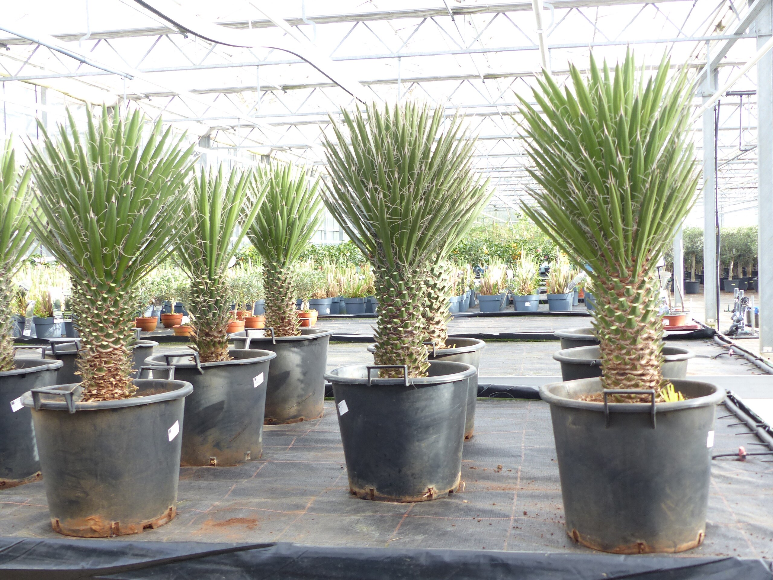 Yucca Palme Filifera, 90 cm, Stamm 20 - 30 cm Tambasi Yucca, winterhart -13  Grad online kaufen bei Netto