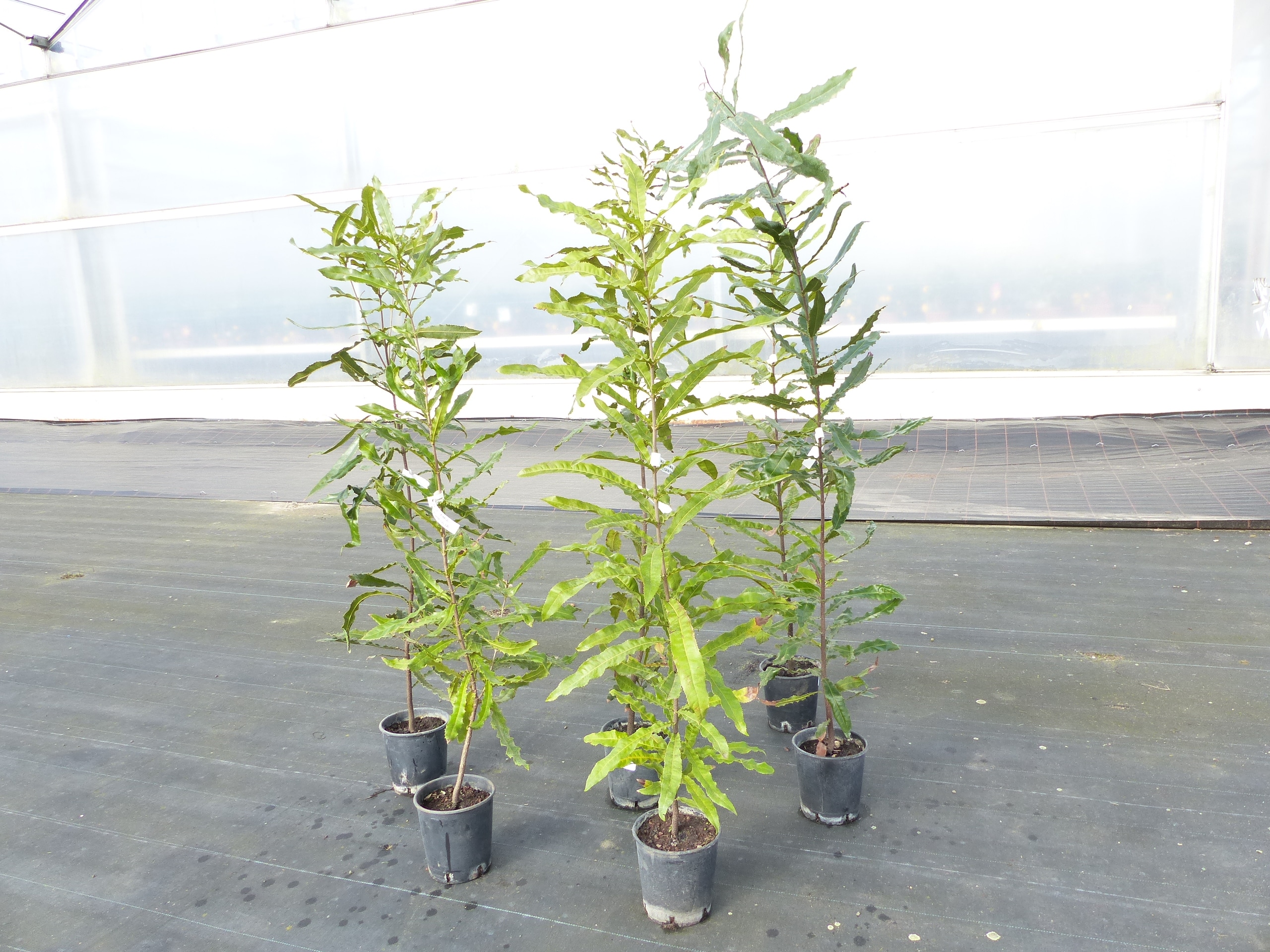 Macadamia Macadamia integrifolia Nussbaum 170 - 180 cm Obstbaum  Nussbaum - Bild 1