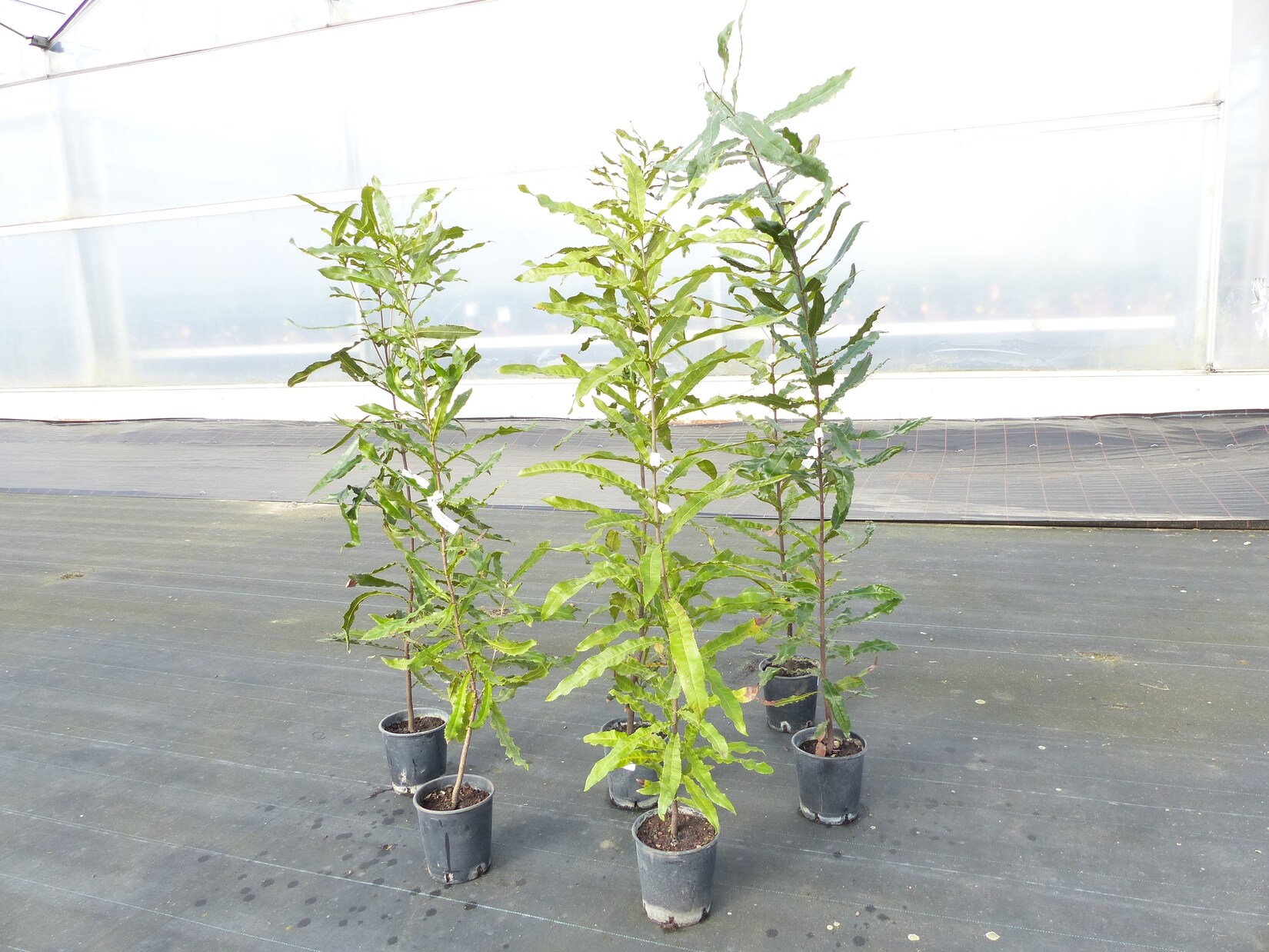 Macadamia Macadamia integrifolia Nussbaum 170 – 180 cm Obstbaum  Nussbaum | 04251740120558
