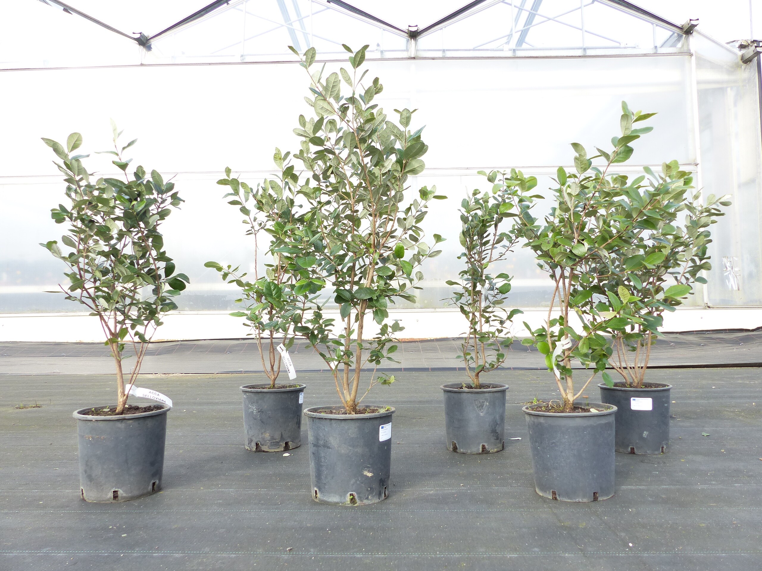 Acca Sellowiana,Guave-Ananas, Brasilianische Guave, Feijoa, 90-110cm - Bild 1