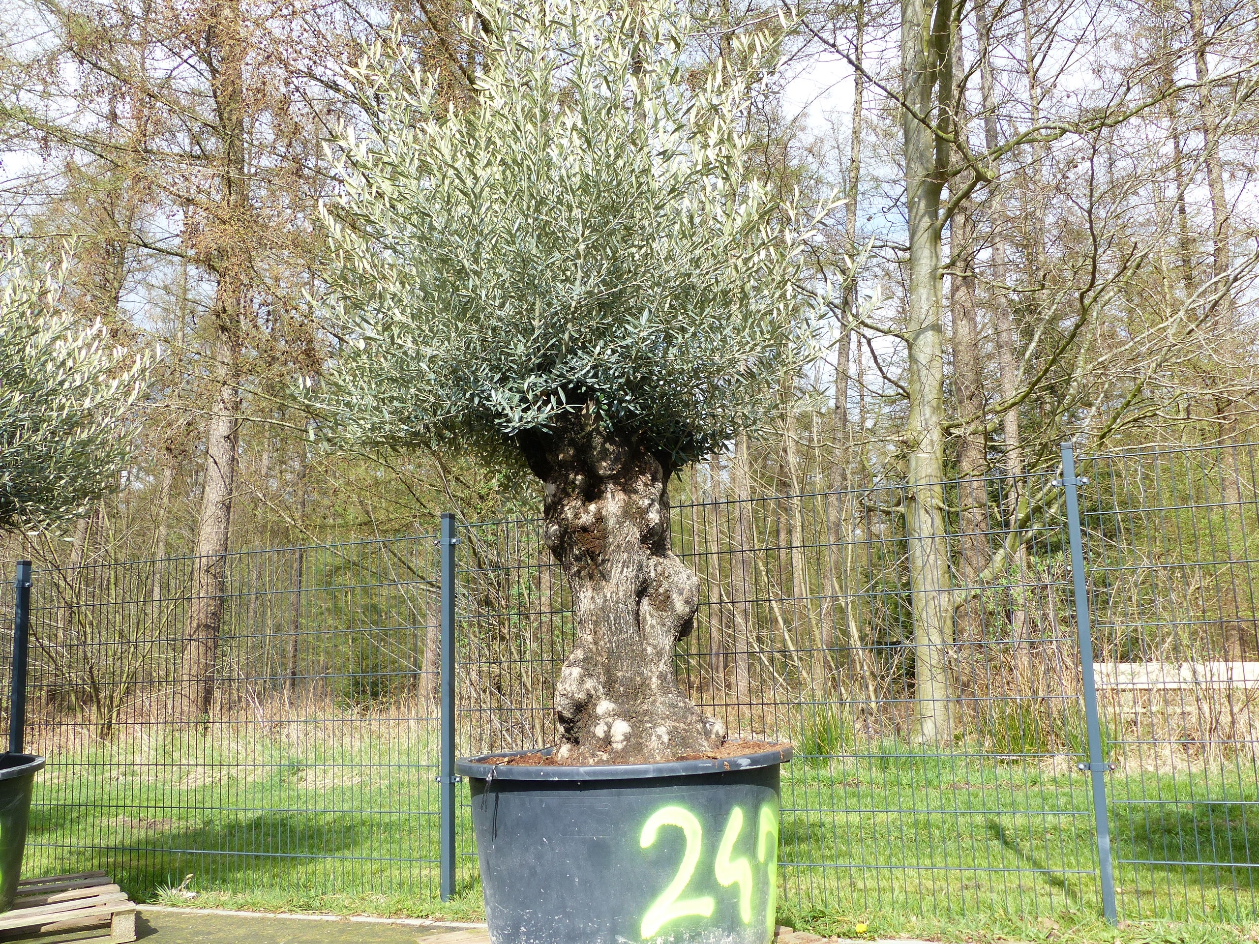 exakt dieser Baum Nr. 247, 250 cm, Olivenbaum, Bonsai, knorrige alte urige Olive winterhart - Bild 1