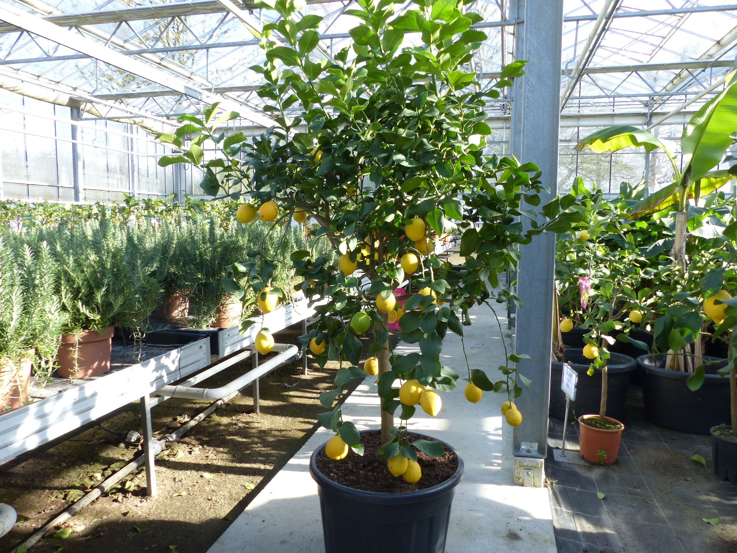 Zitrus Zitronenbaum 200 - 230 cm Zitrone Citrus Limon Zitruspflanze - purer Zitrusduft - Bild 1