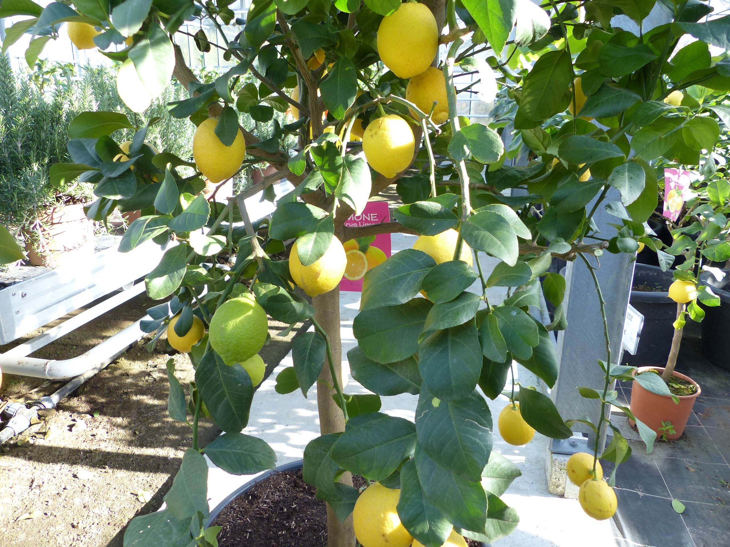 Zitrus Zitronenbaum 200 - 230 cm Zitrone Citrus Limon Zitruspflanze - purer  Zitrusduft online kaufen bei Netto