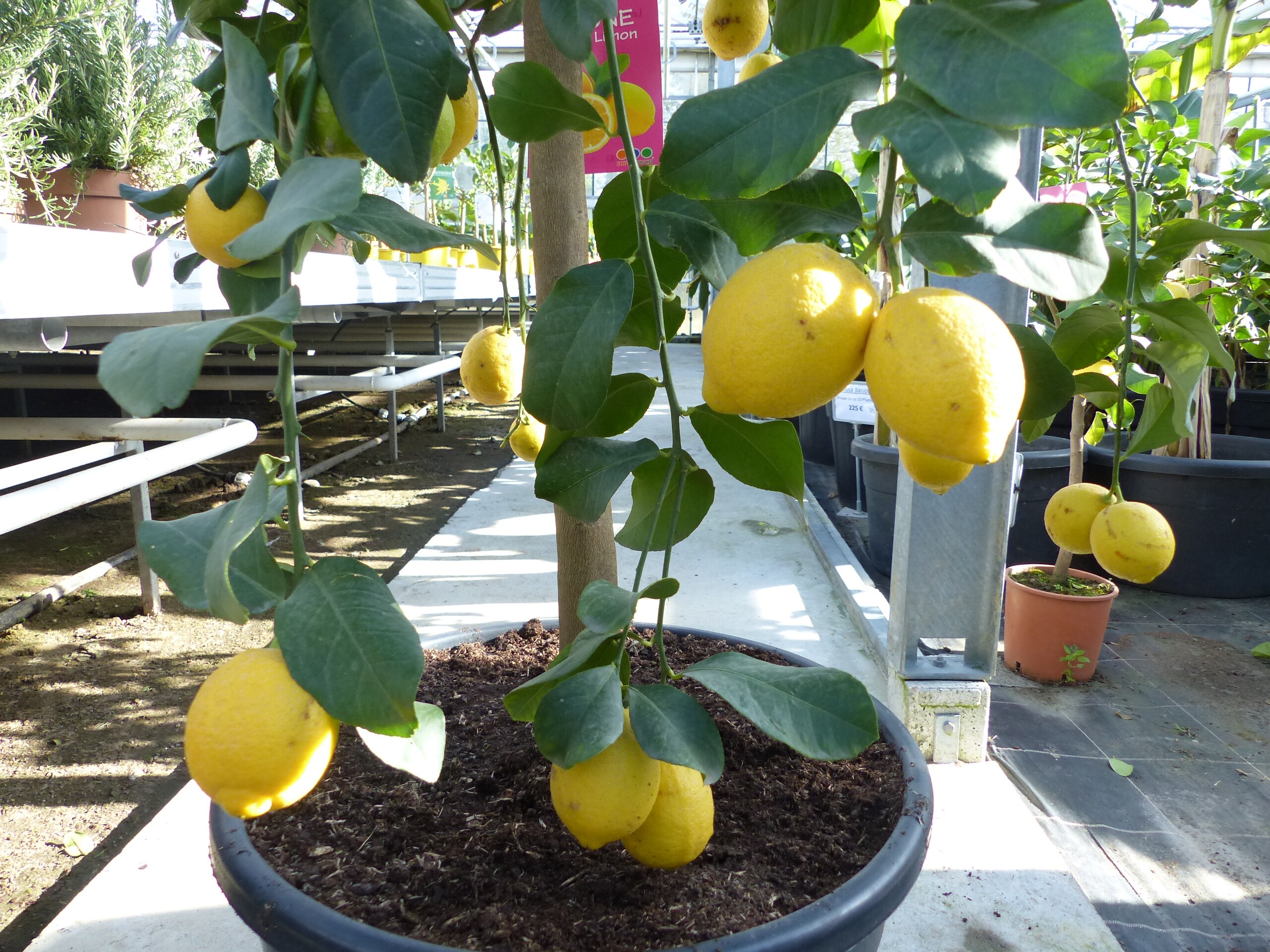 Zitrus Zitronenbaum 200 - 230 cm Zitrone Citrus Limon Zitruspflanze - purer  Zitrusduft online kaufen bei Netto