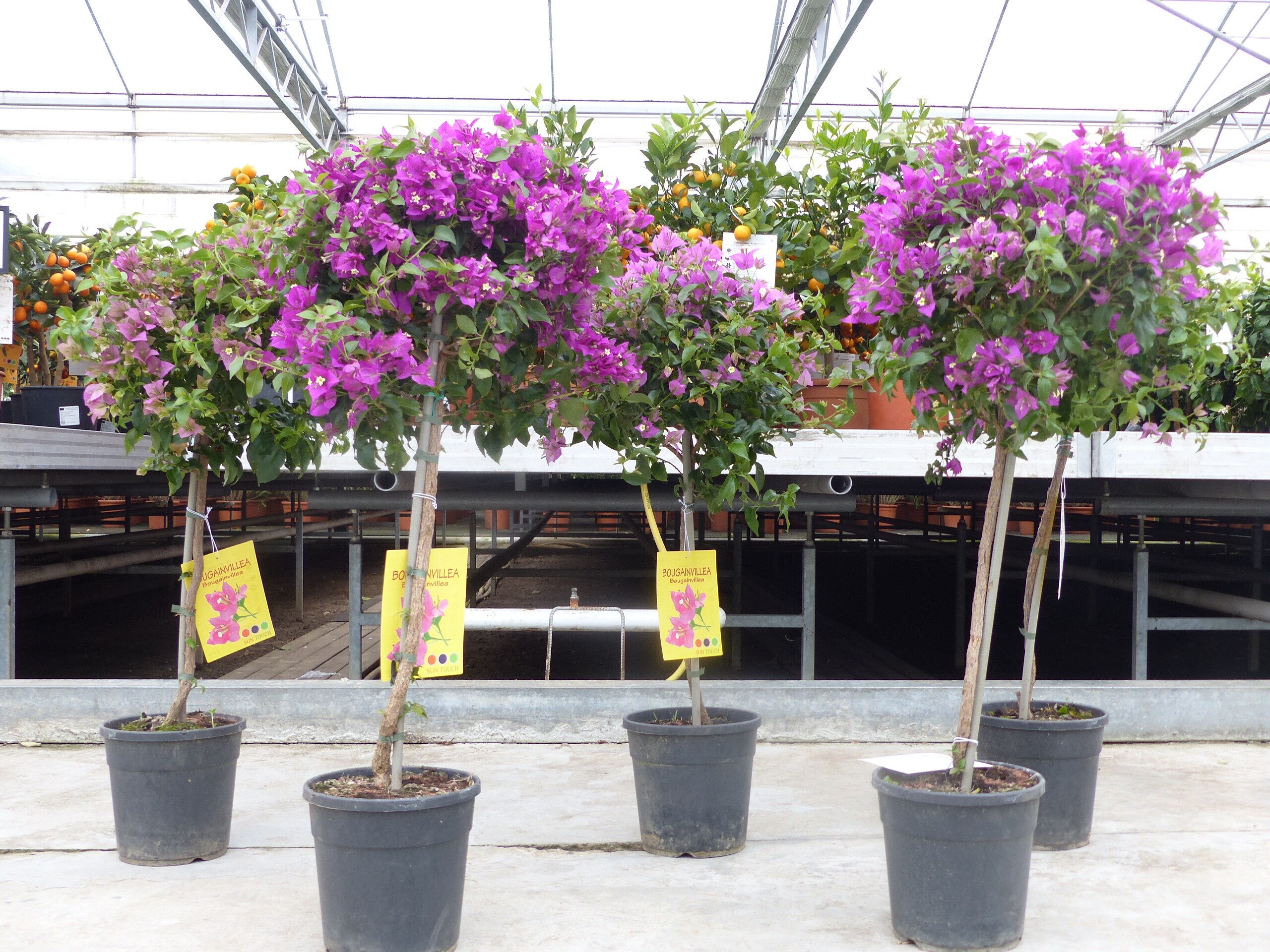 Bougainvillea glabra "Alexandra" Stamm 90100 cm, purpurviolett