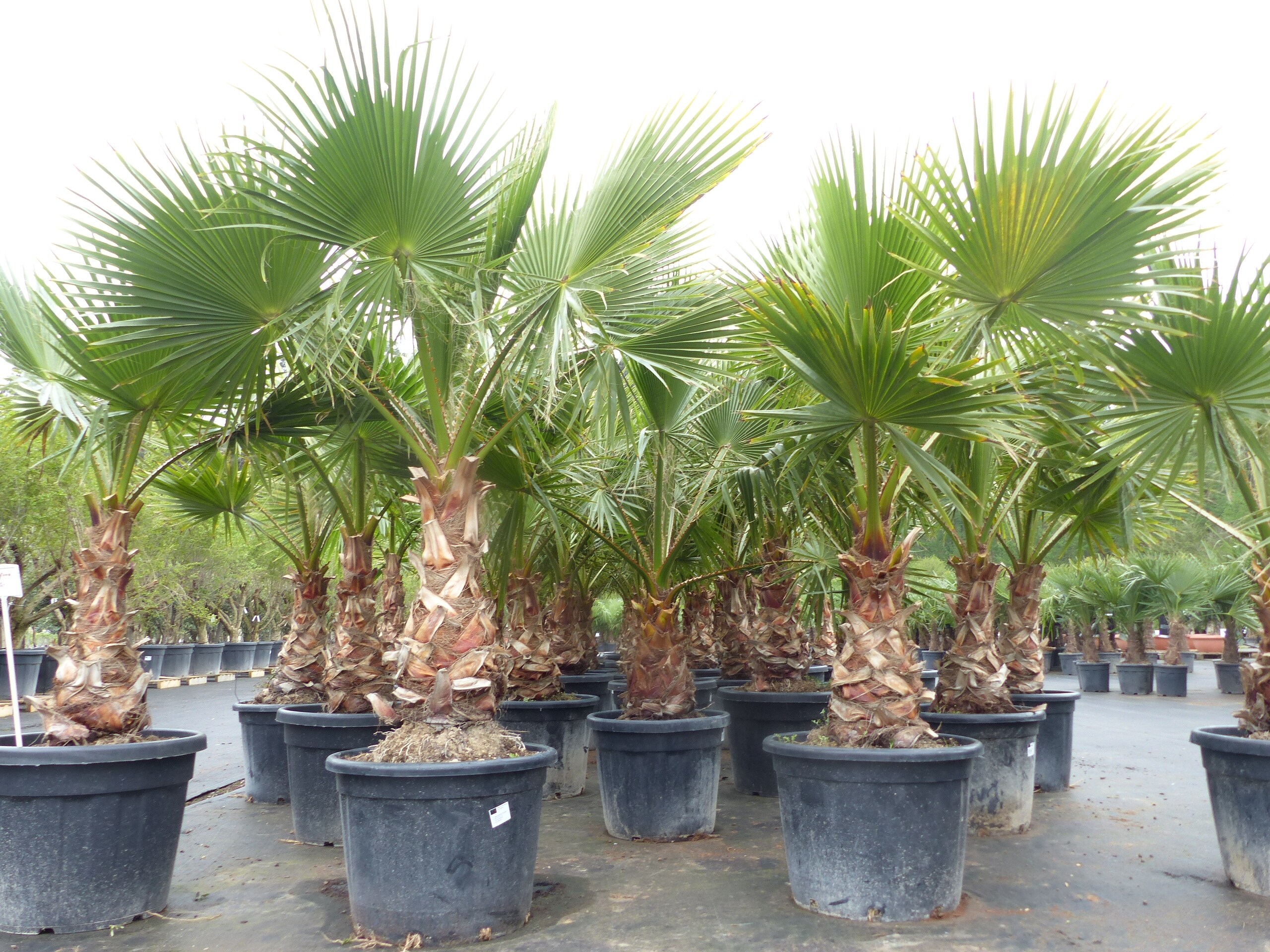 Washingtonia Robusta 160180 cm, XXL Stamm 5065 cm Petticoat Palme