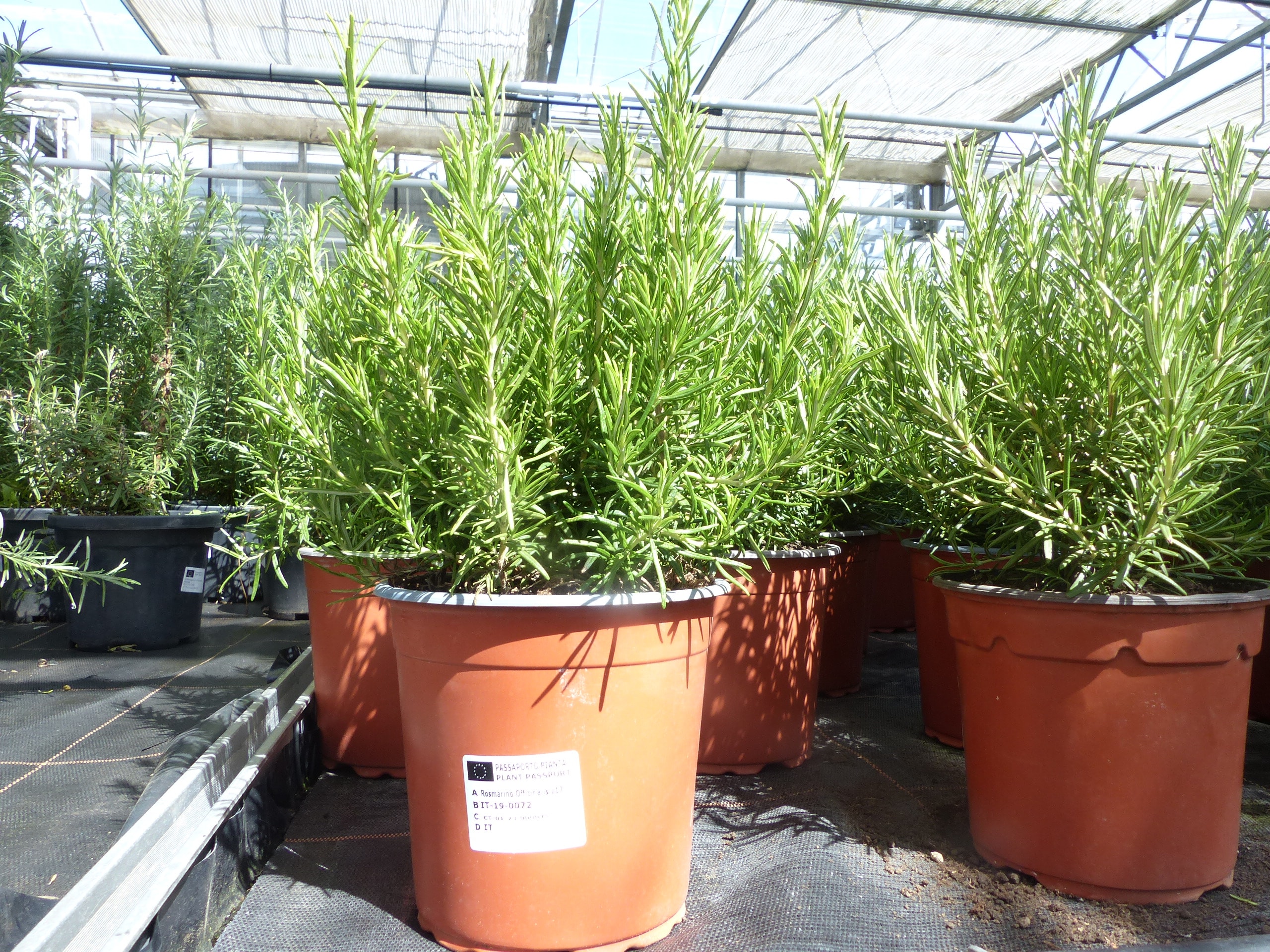 7x echter Rosmarin Officinalis 35 40 cm Höhe, XL Busch Ø 2530 cm