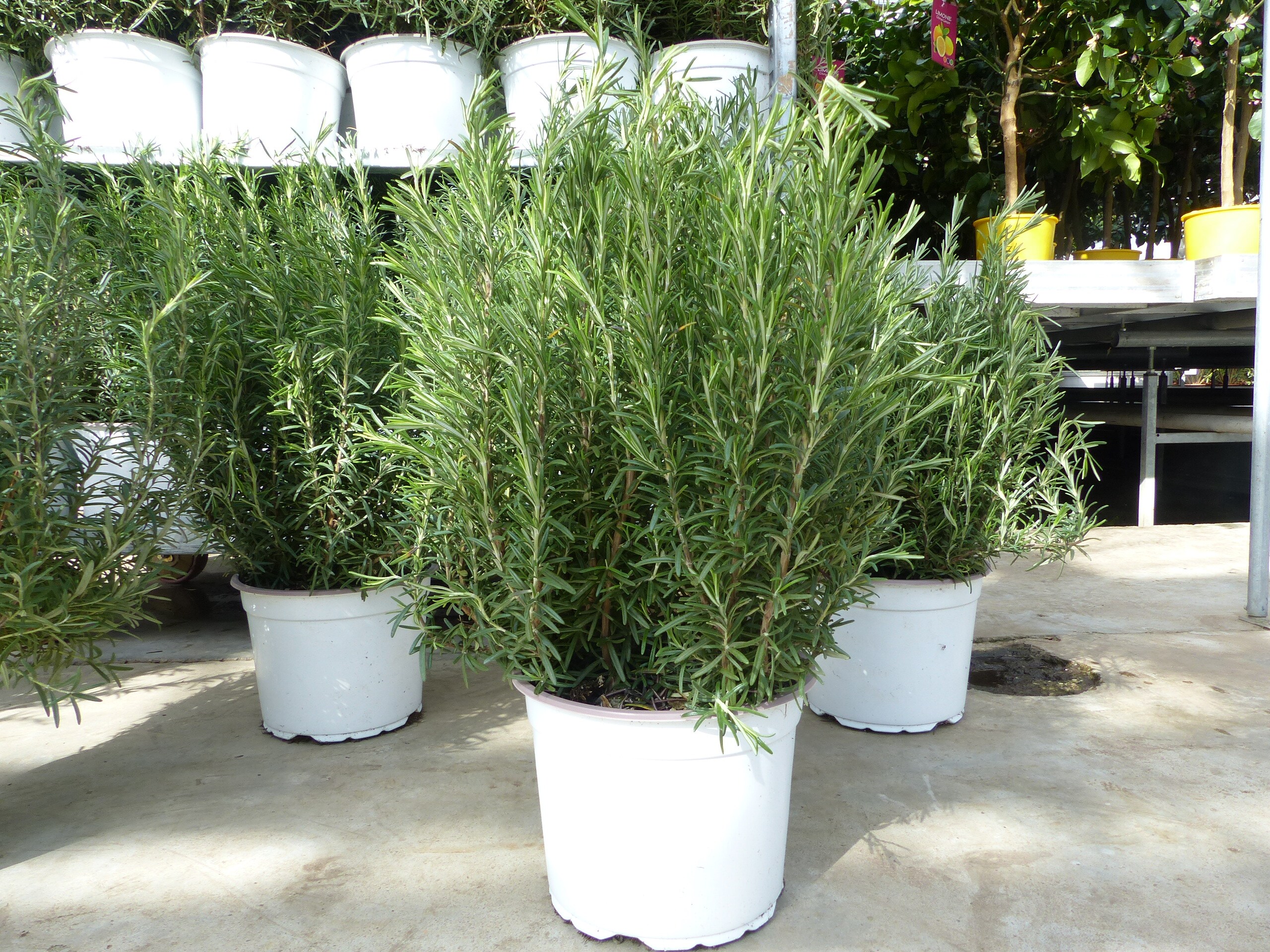3 St&uuml;ck echter Rosmarin Officinalis 60-70cm H&ouml;he, XL Busch &Oslash; 45-55 cm, stehend, winterhart Kr&auml;uter - Bild 1