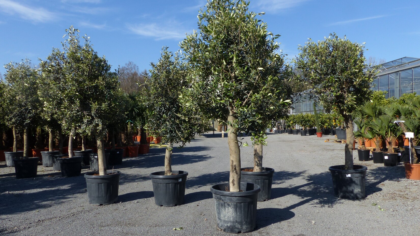 3 Stück Olivenbaum Olive „20 Jahre“ beste Qualität, Stammumfang 20 – 30 cm, winterhart, Olea Europaea | 04251740121722