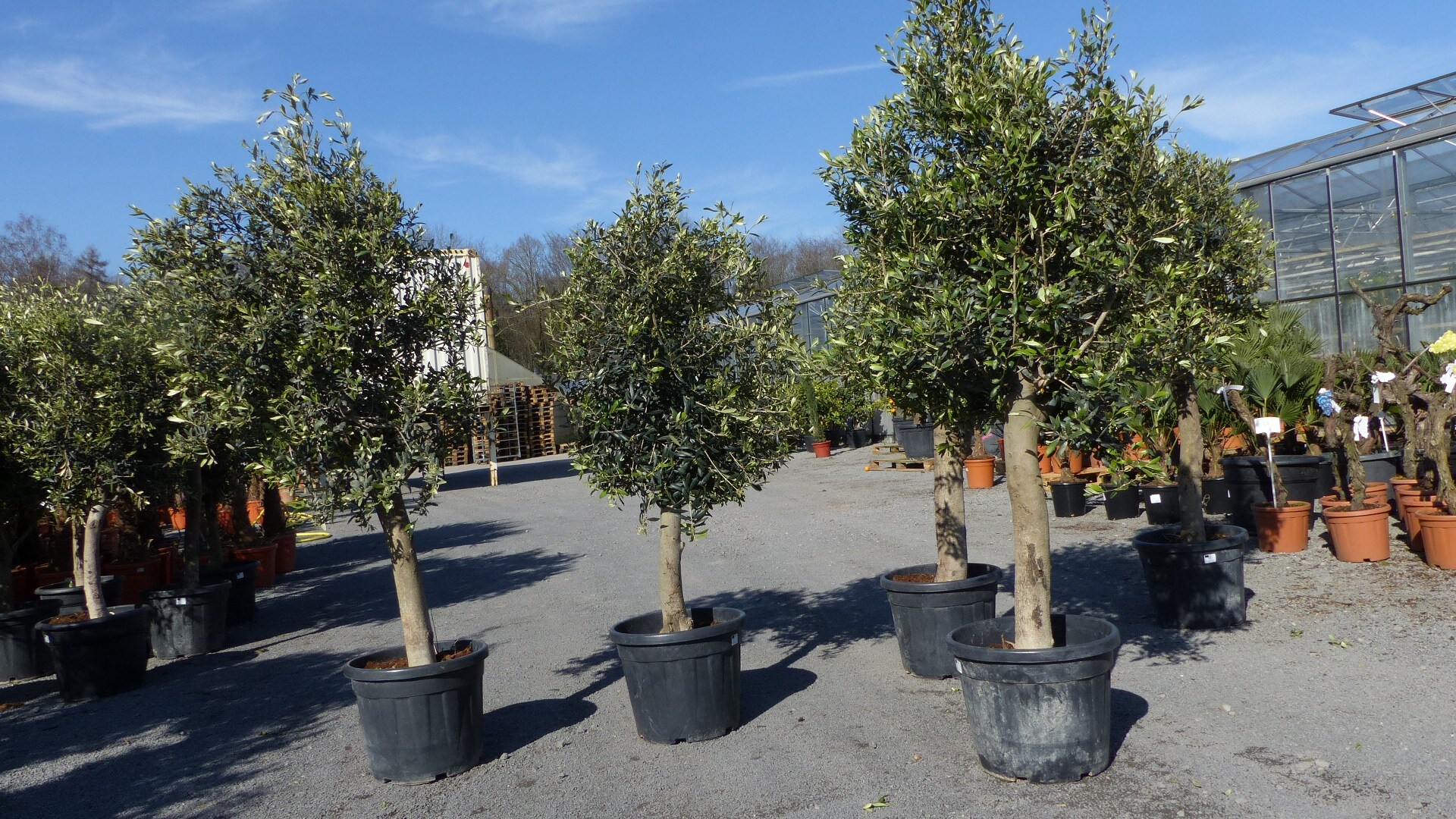 dnger thuja smaragd Purgrn Thuja-Smaragd-Dnger 1 kg