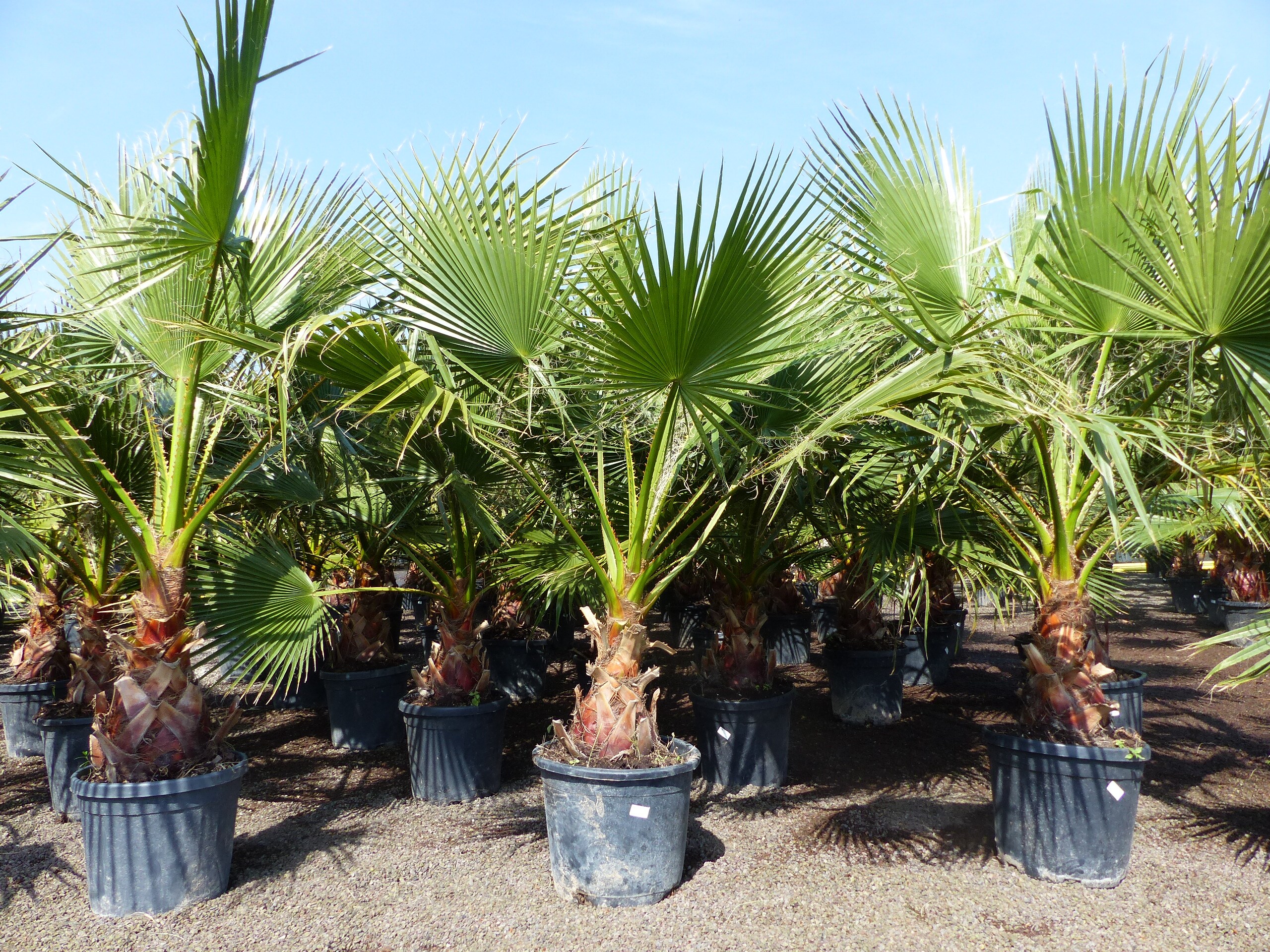 Washingtonia Robusta 130 - 150 cm, XL Stammumfang 60 - 80 cm Petticoat Palme winterhart - Bild 1