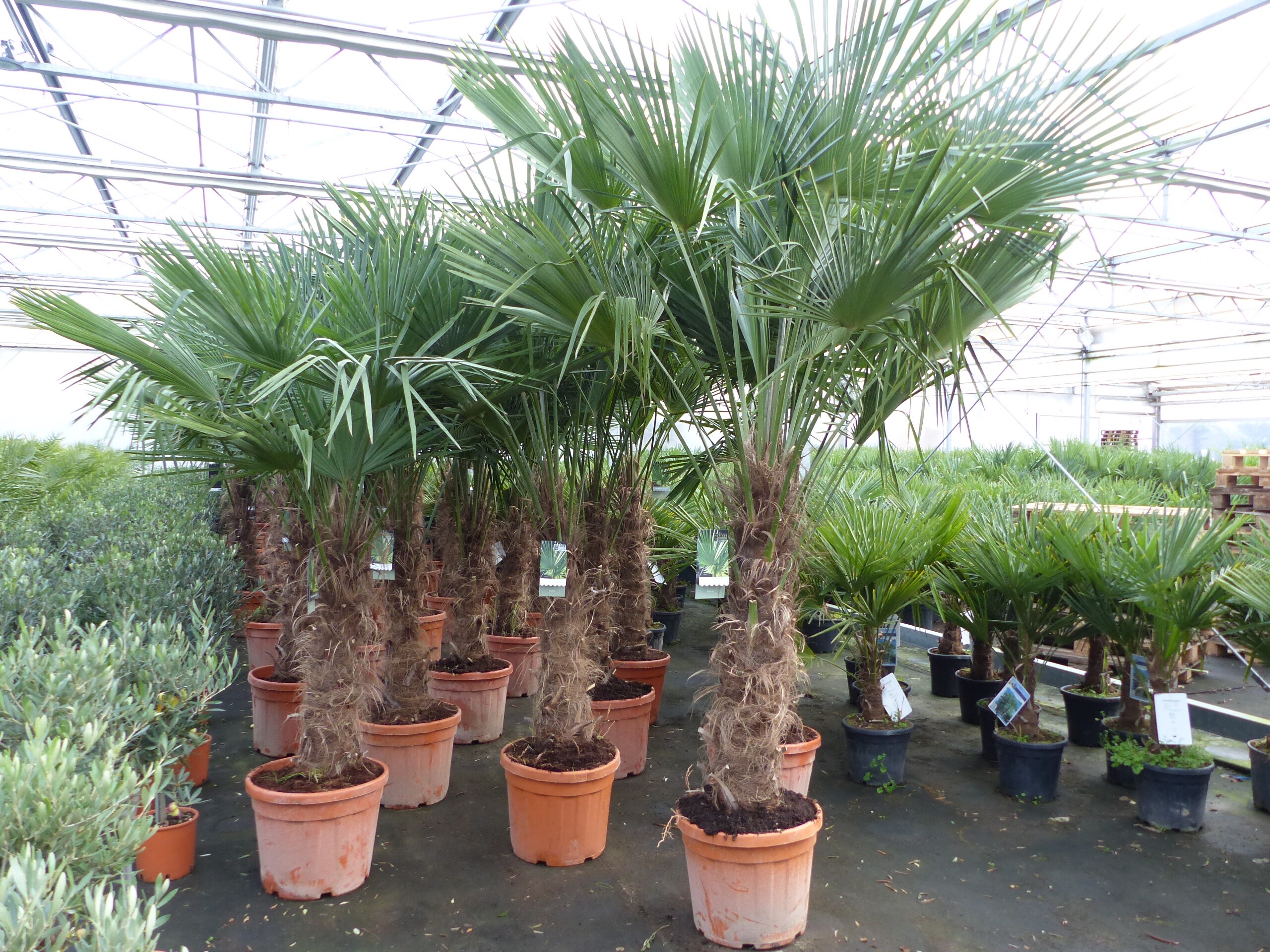 5 St&uuml;ck 45L Trachycarpus Fortunei Palme, winterhart 200 - 250 cm - Bild 1