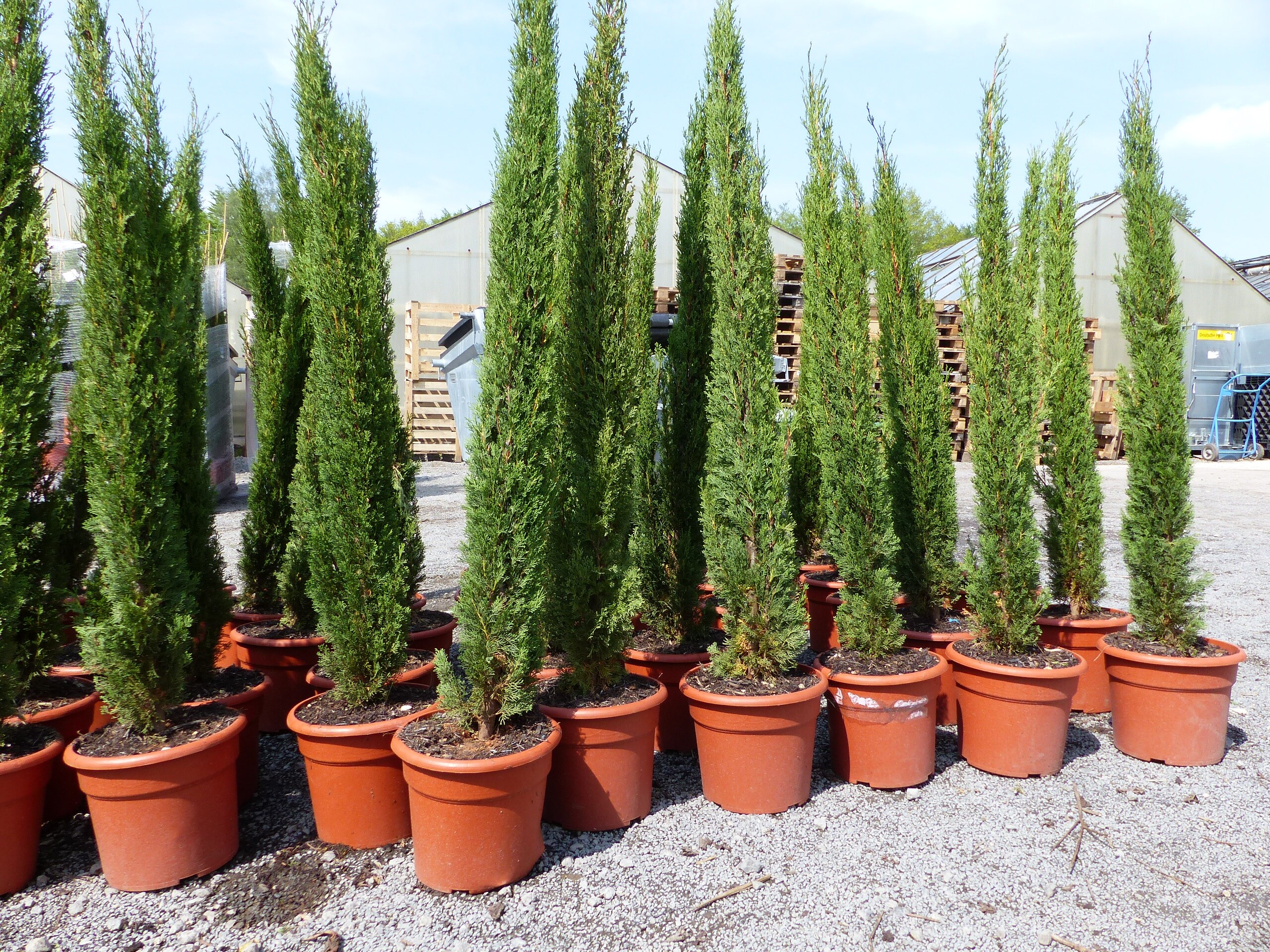 5x Totem 180 - 200 cm Toskana Zypresse Mittelmeerzypresse S&auml;ule winterhart - Bild 1