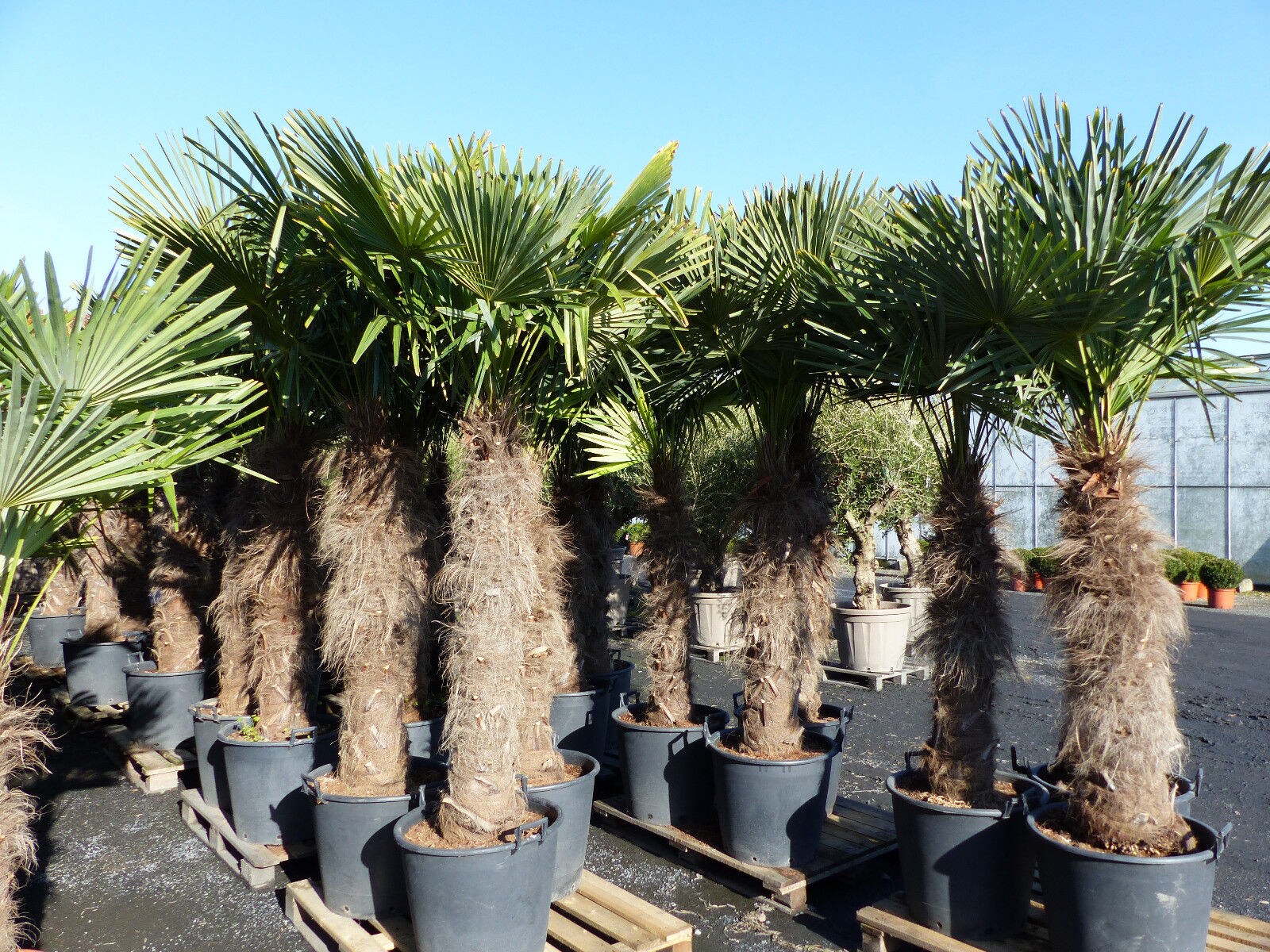 XXXXL 240 cm Trachycarpus fortunei 120 cm Stamm Hanfpalme, winterharte Palme bis -18&deg;C - Bild 1