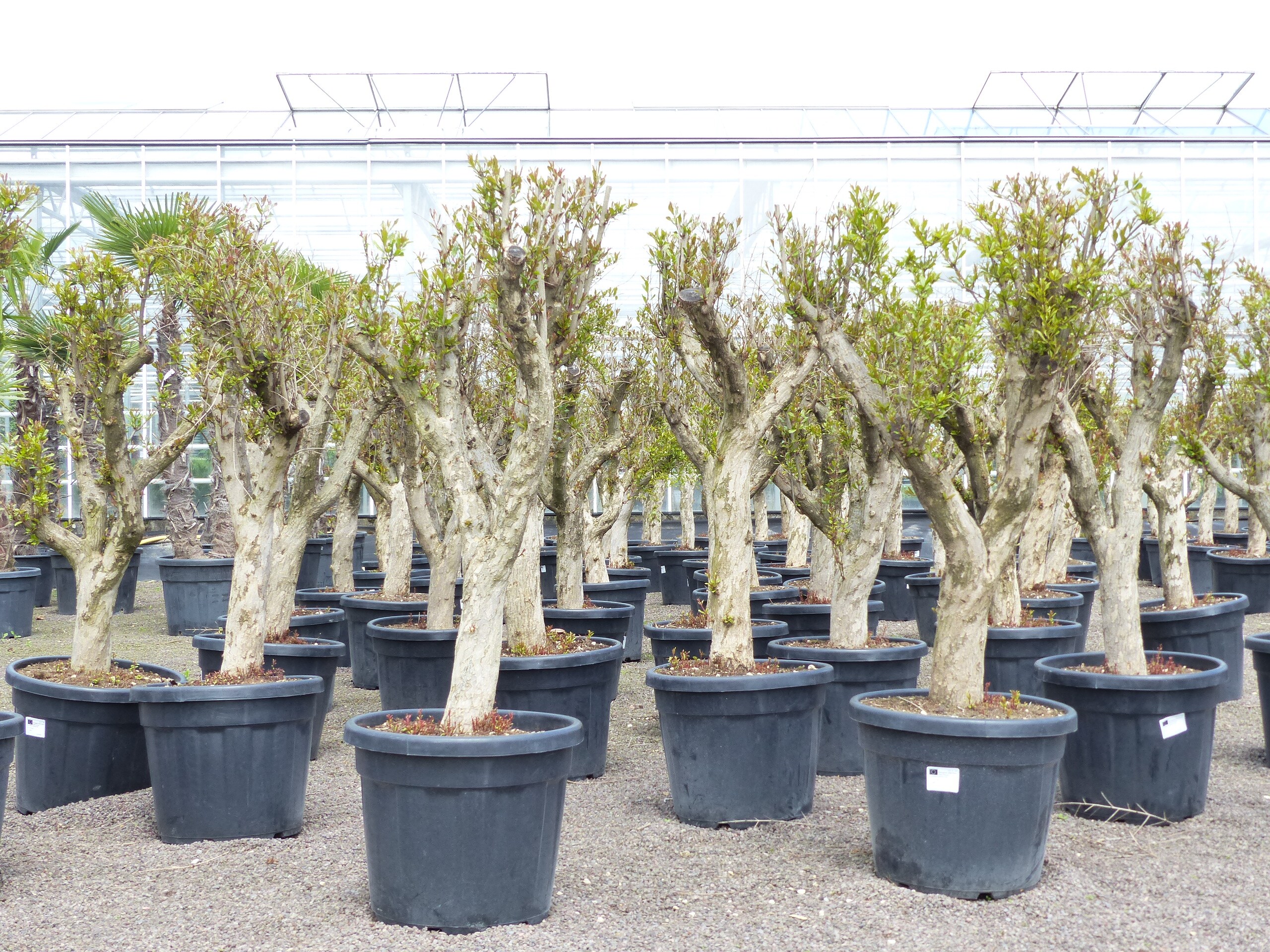 XL knorriger alter Punica Granatum 180 - 220 cm Granatapfelbaum Obstbaum Obst - Bild 1