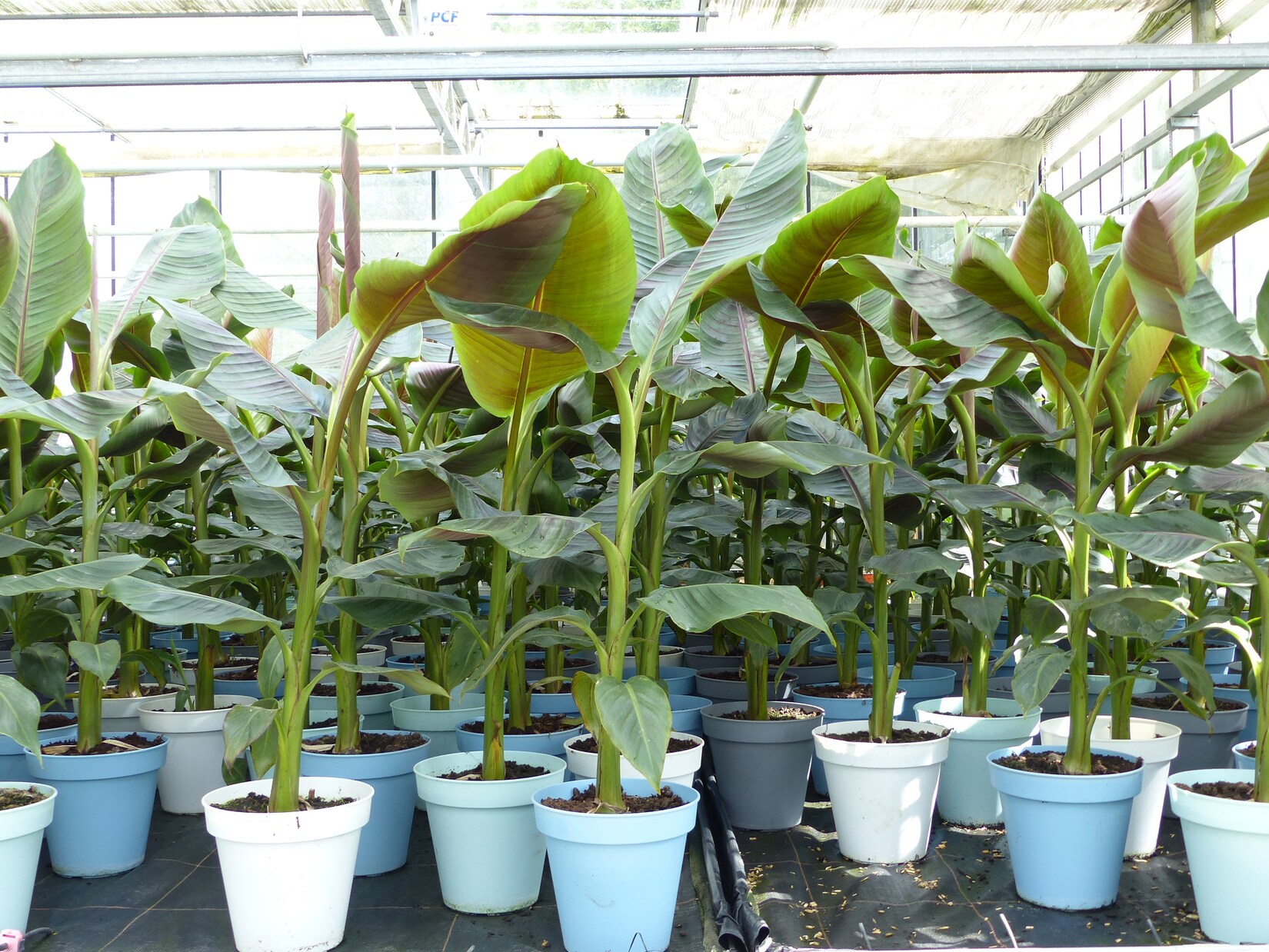 Bananenstaude Banane Musa Sikkimensis Red Tiger Banane 110 – 130 cm  winterhart Staude | 04251740122231