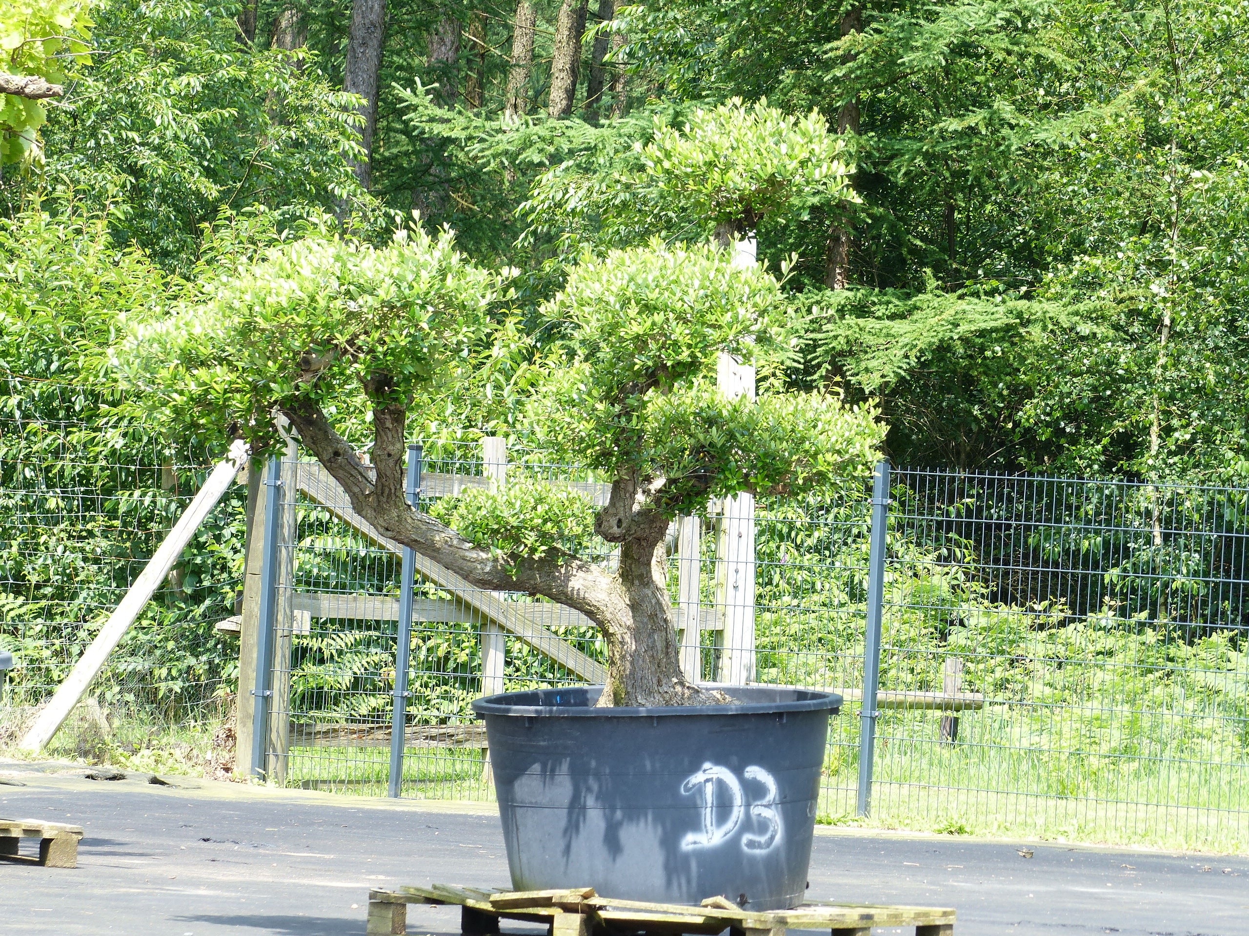 Olivenbaum Pon Pon 200 cm Bonsai Formgeh&ouml;lz, winterhart - Bild 1