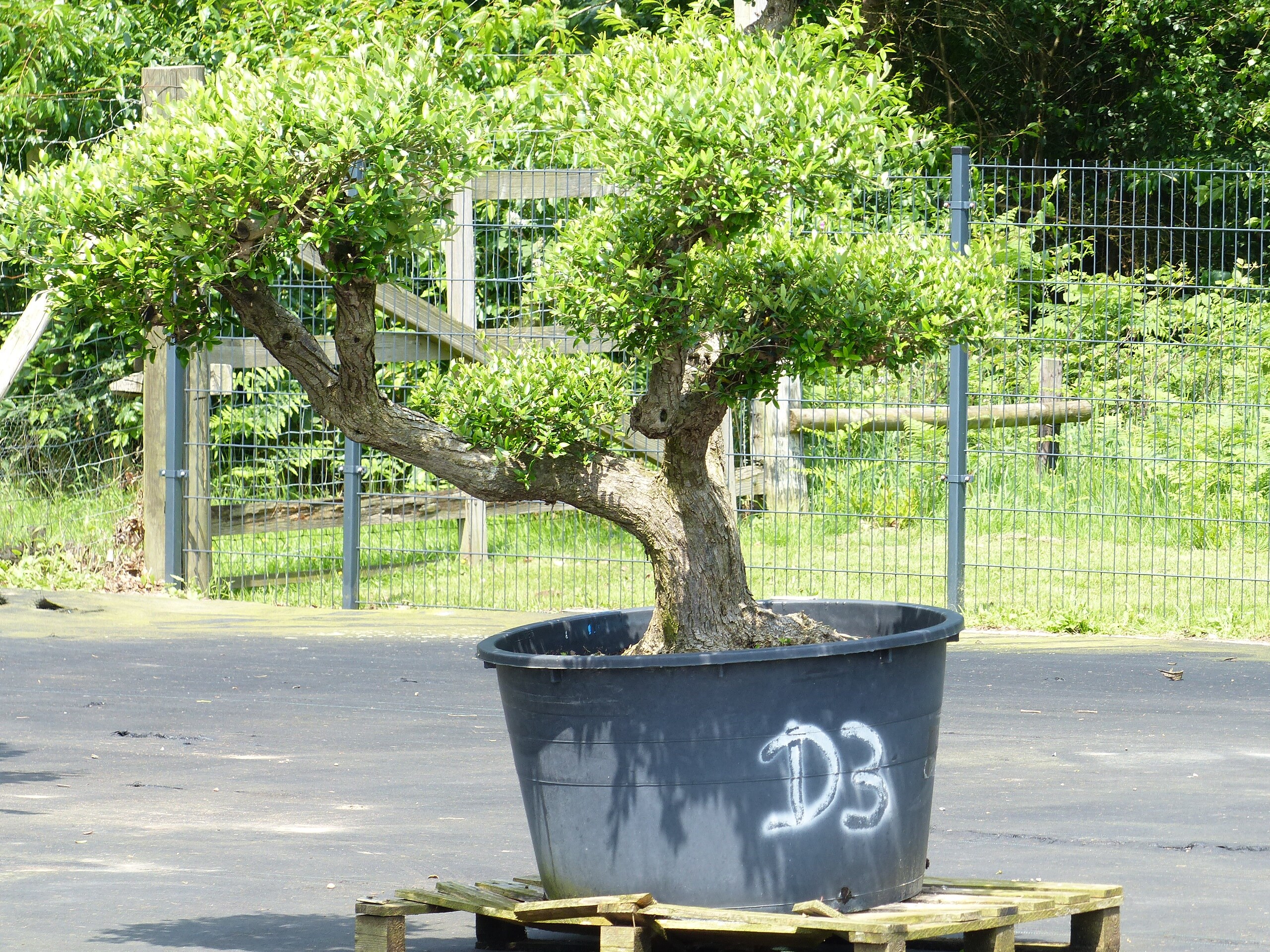 Olivenbaum Pon Pon 200 cm Bonsai Formgehlz, winterhart