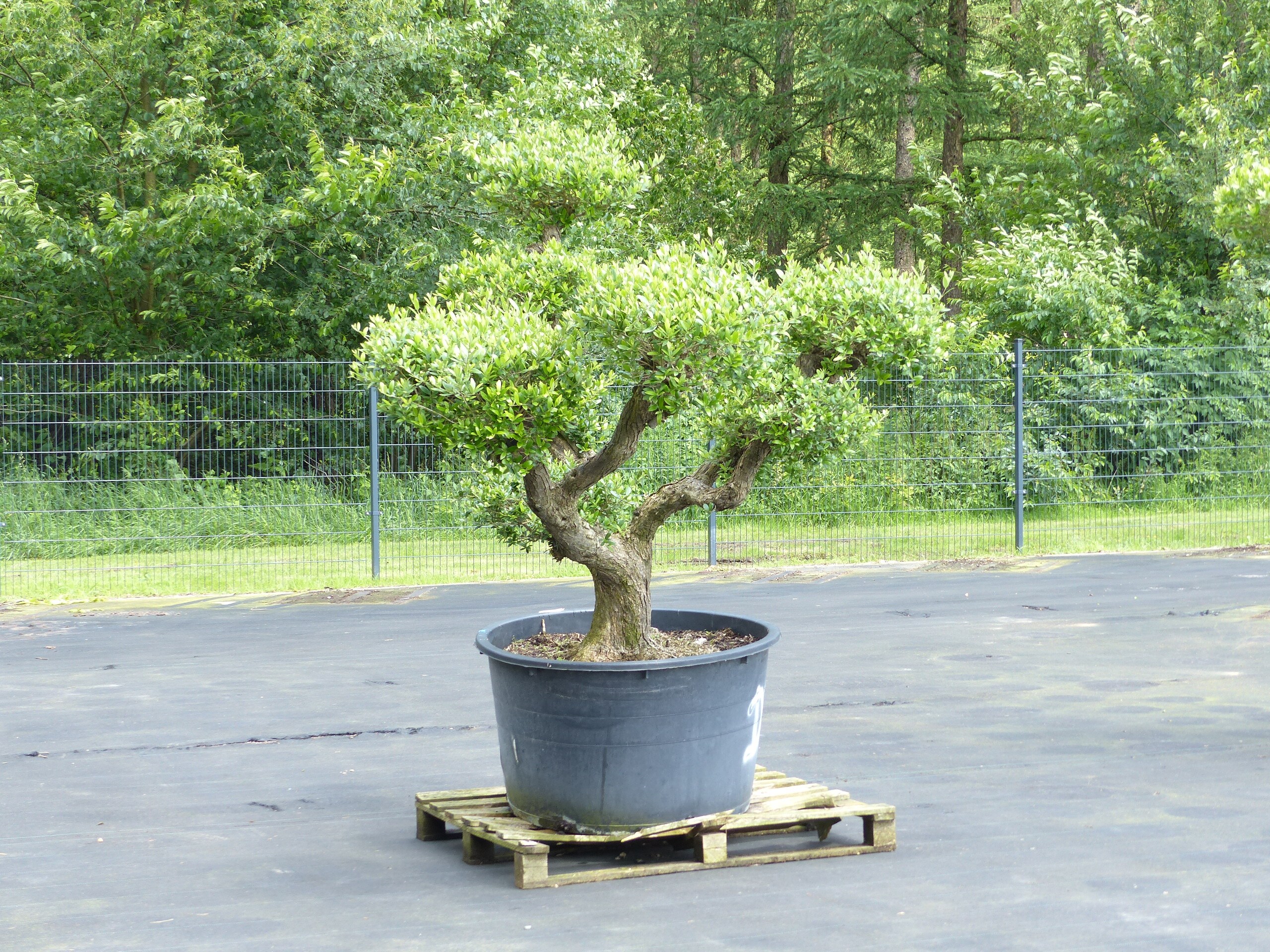 grape bonsai tree Twisted Grape Wood Bonsai Tree – MossArtInstallations